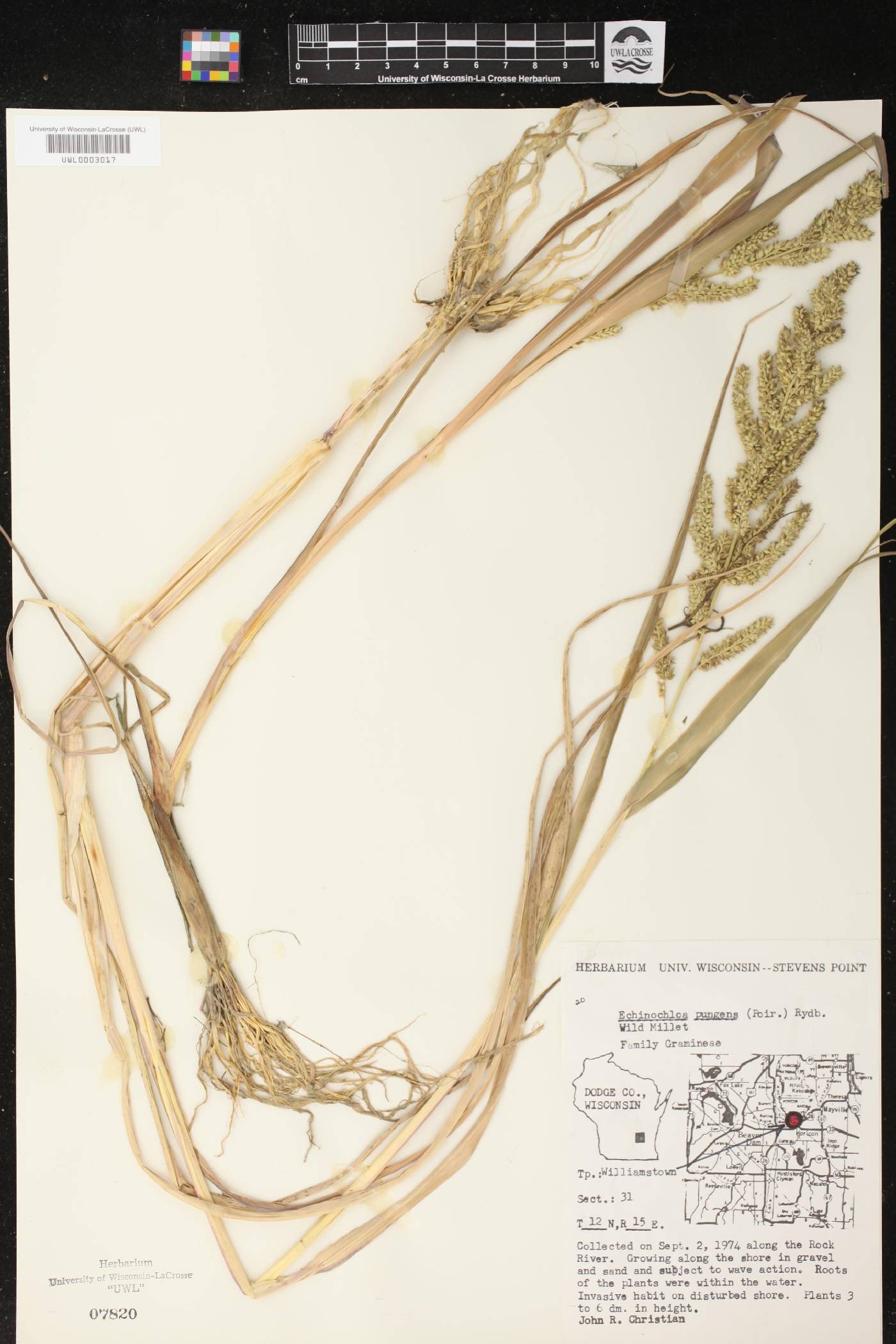 Echinochloa muricata var. muricata image