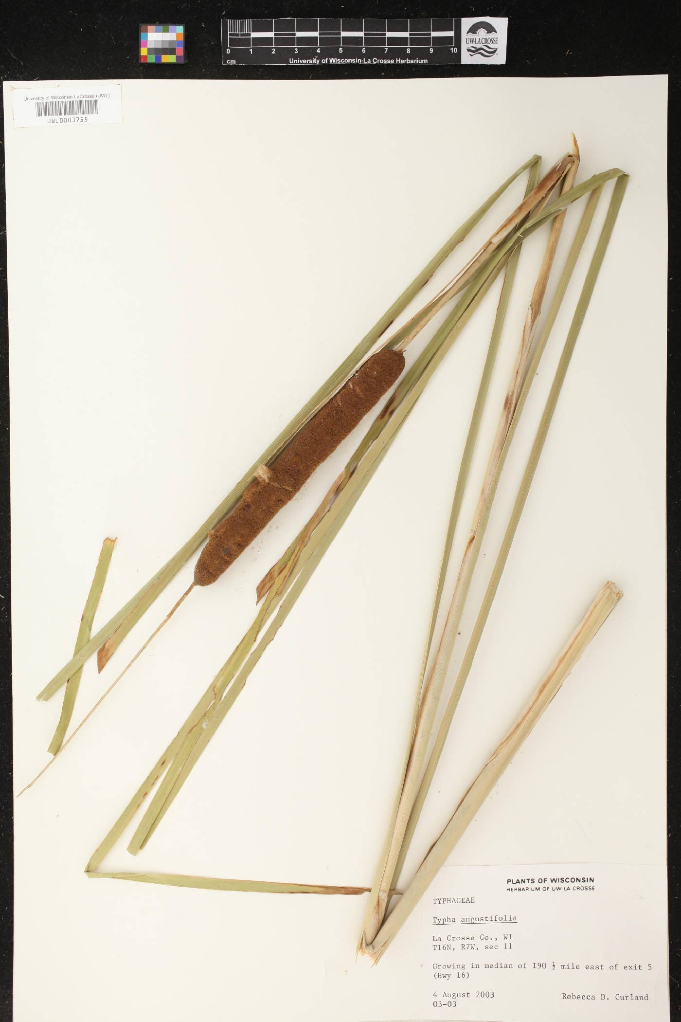 Typha angustifolia image