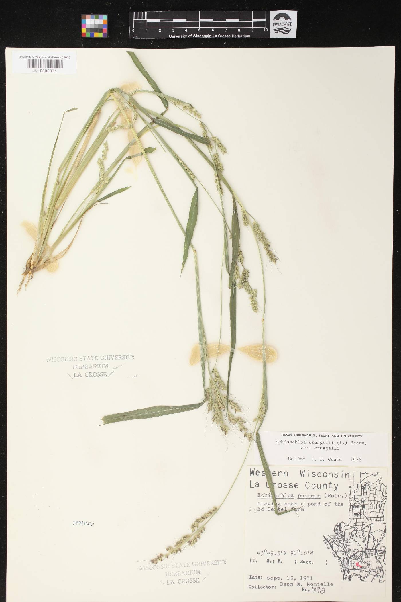 Echinochloa crus-galli image