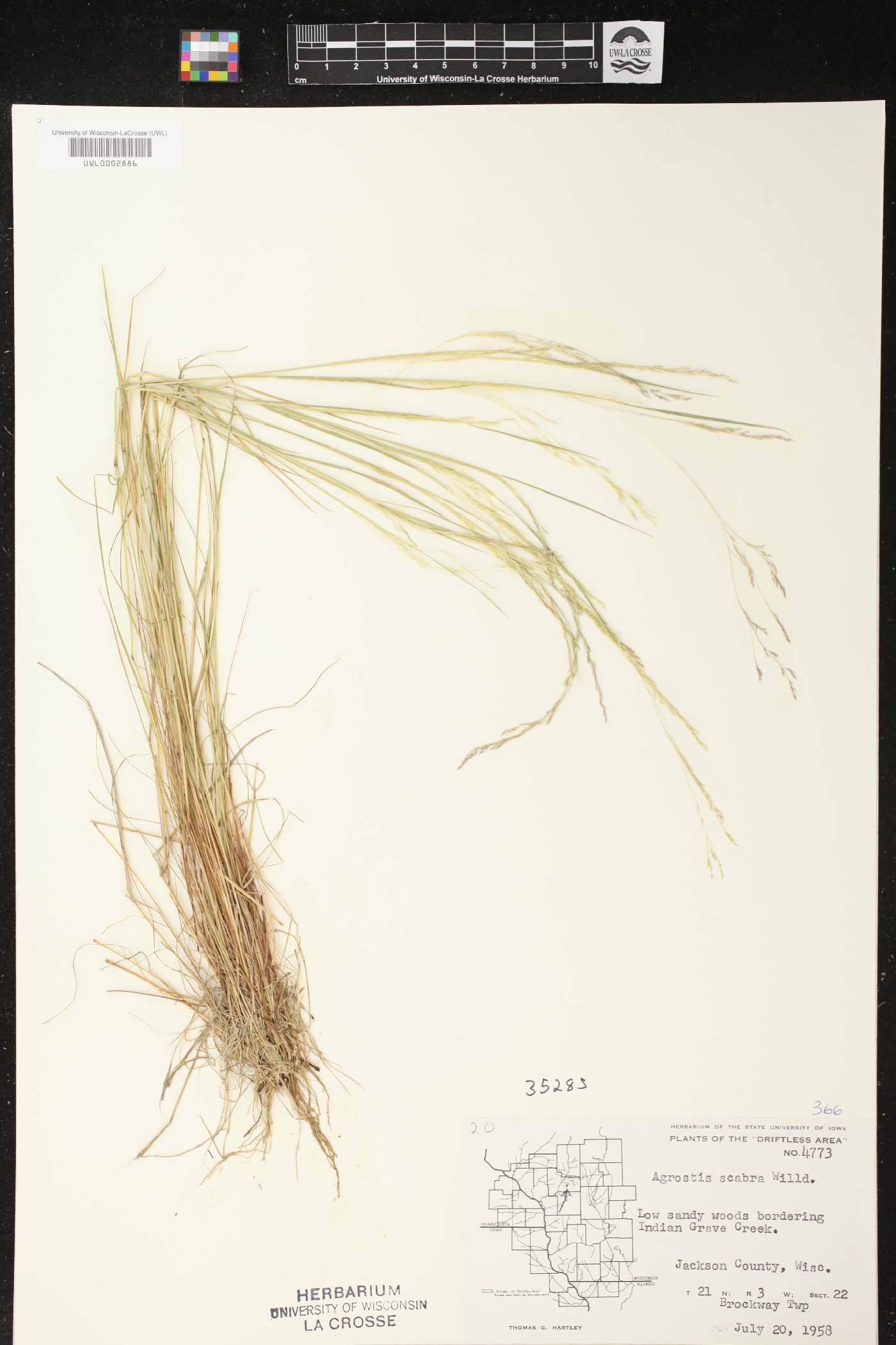 Agrostis scabra image