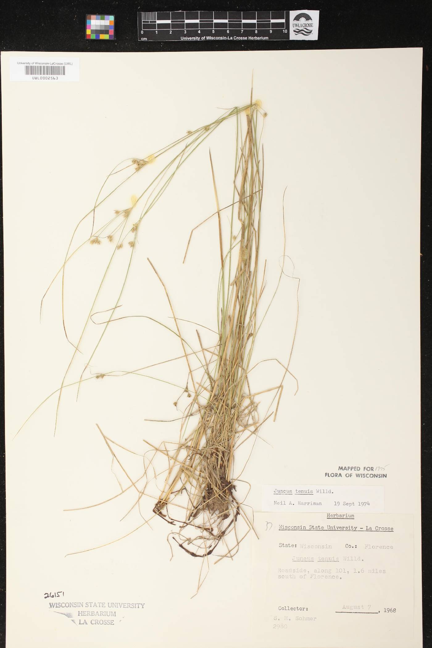Juncus tenuis image