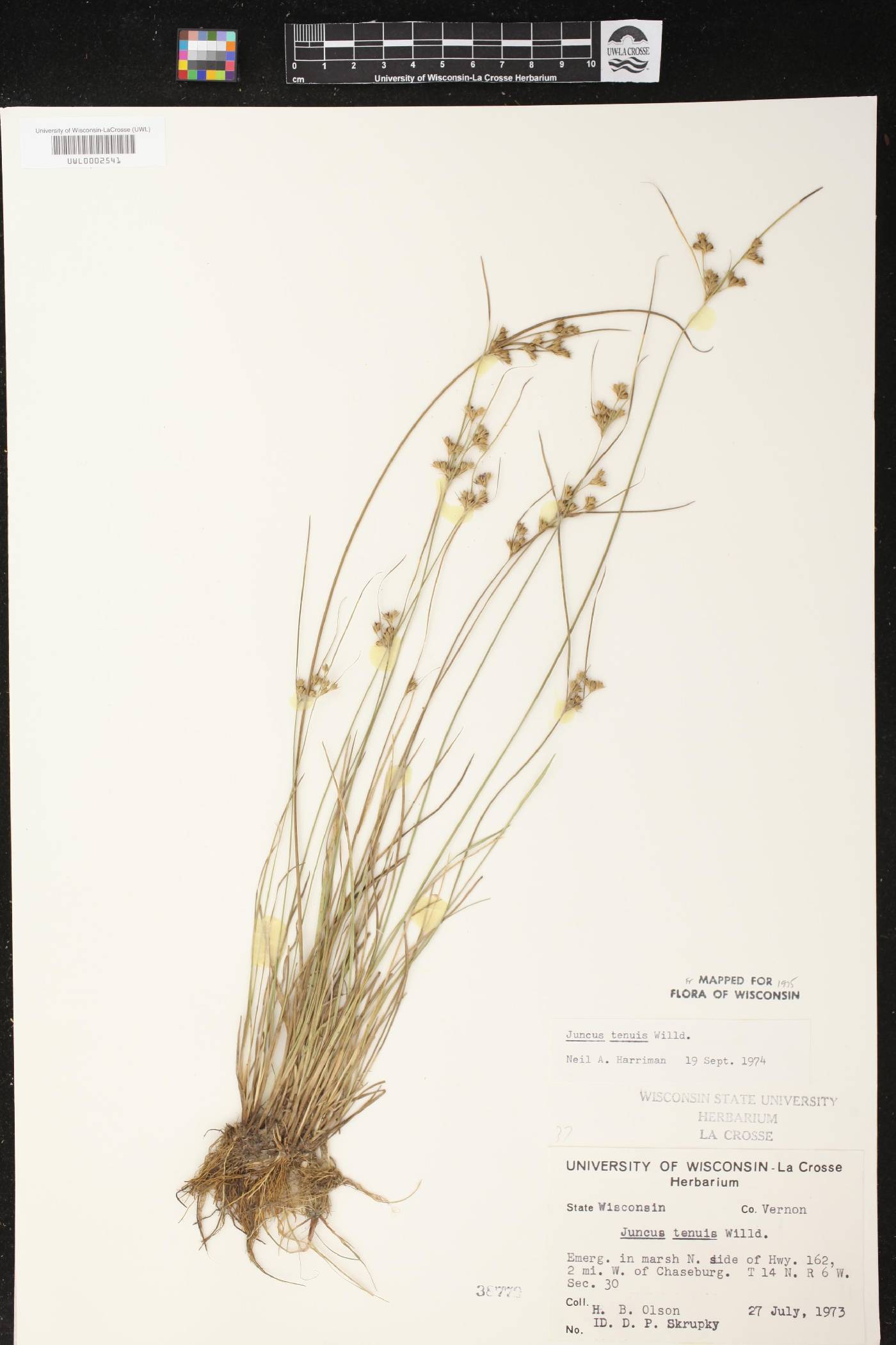 Juncus tenuis image