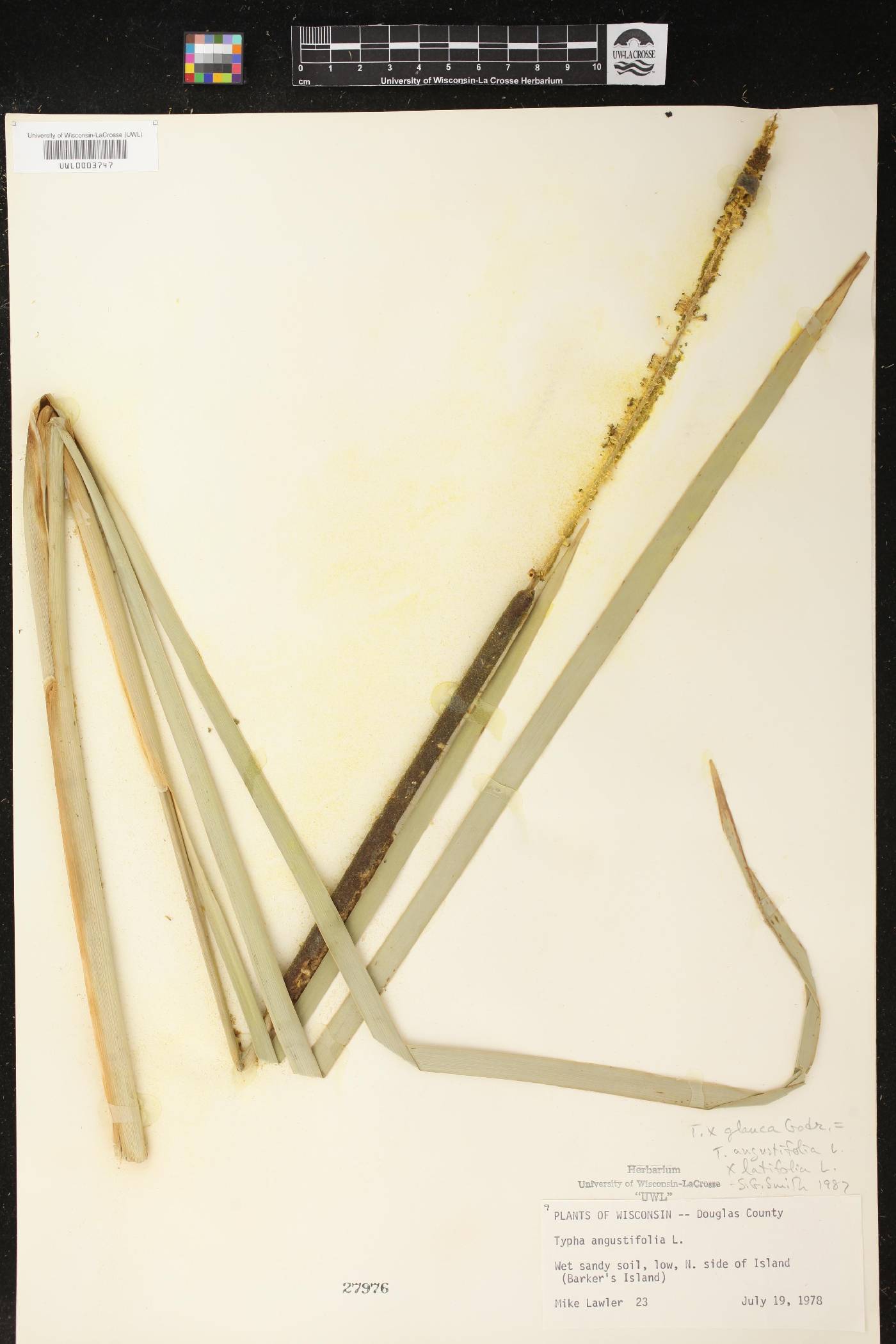 Typha X glauca image