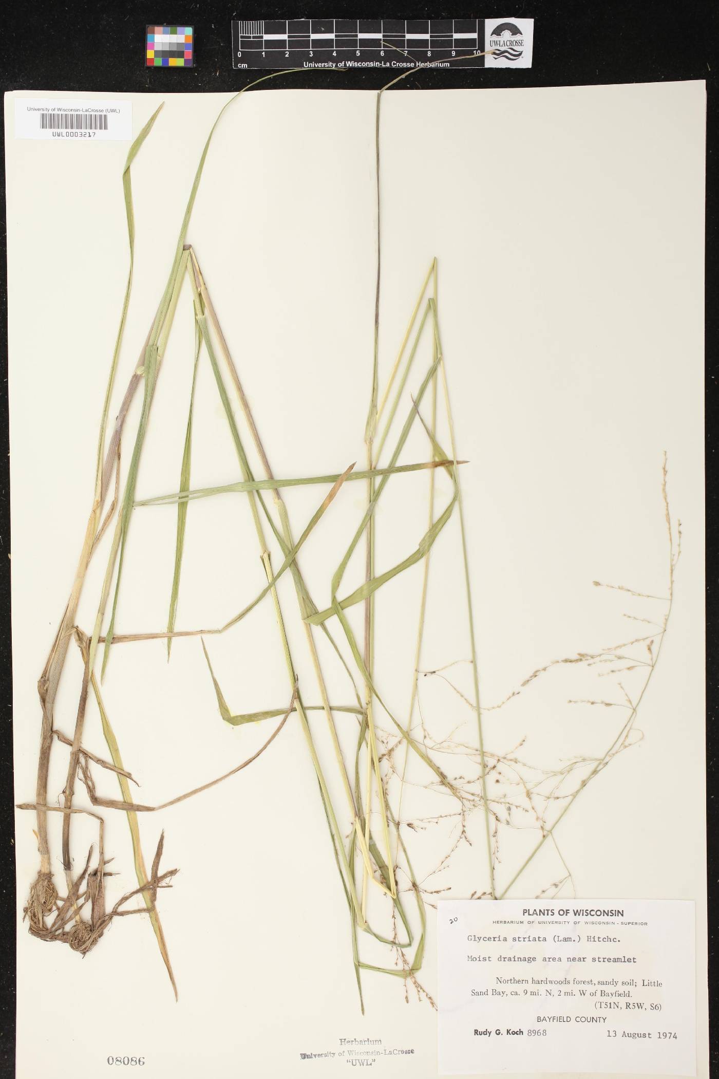 Glyceria striata image