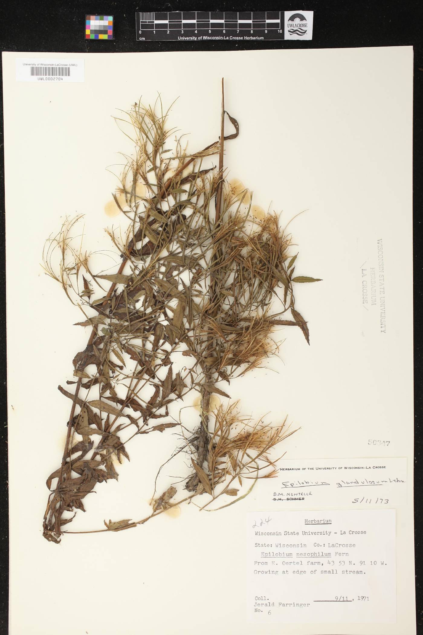 Epilobium ciliatum image