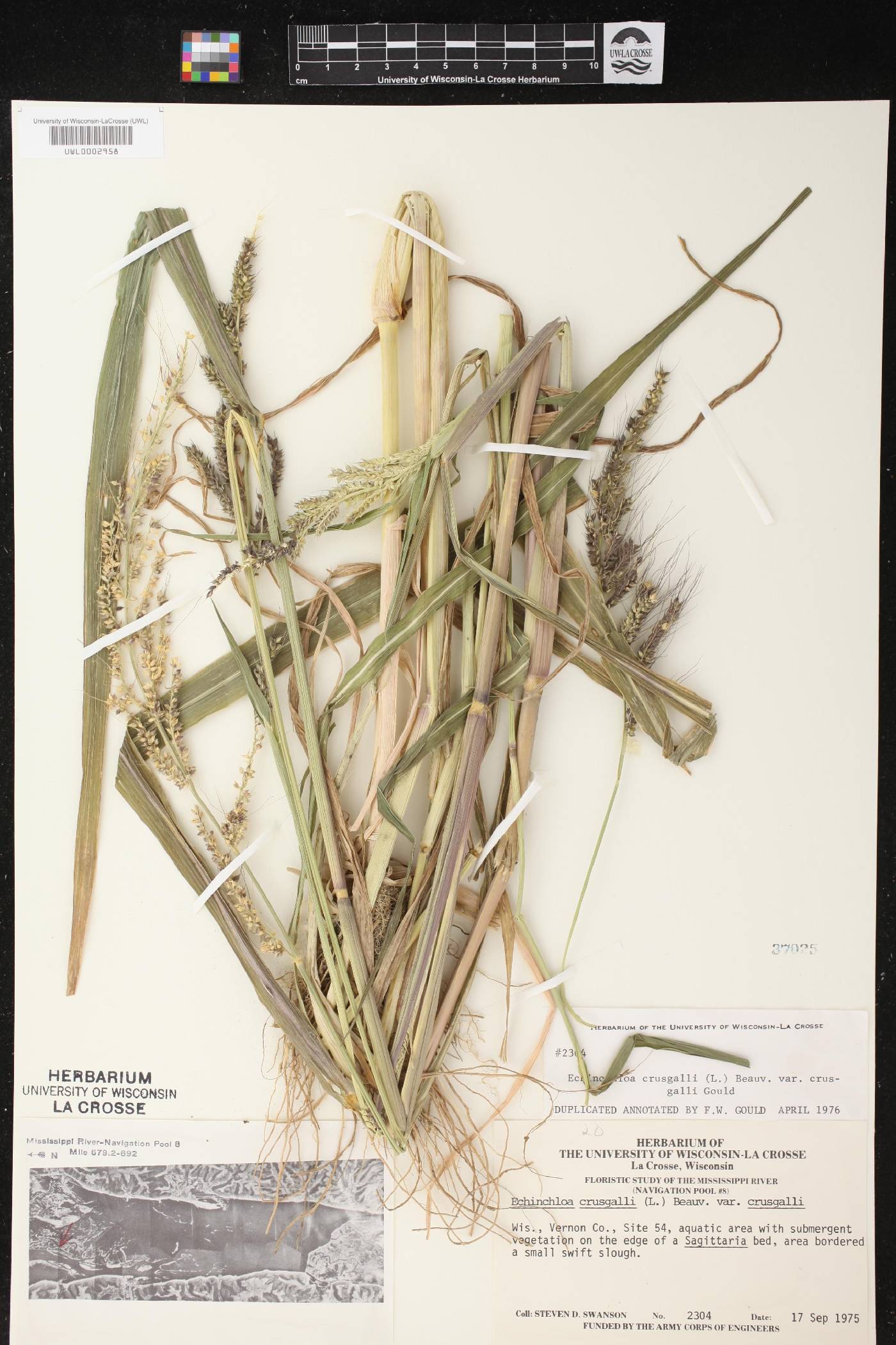 Echinochloa crus-galli image