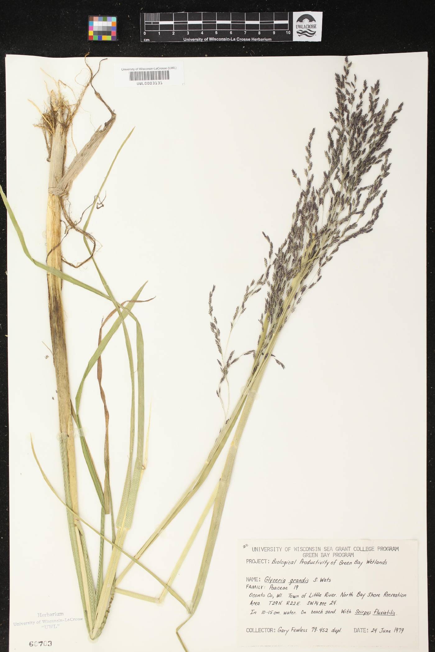 Glyceria grandis image