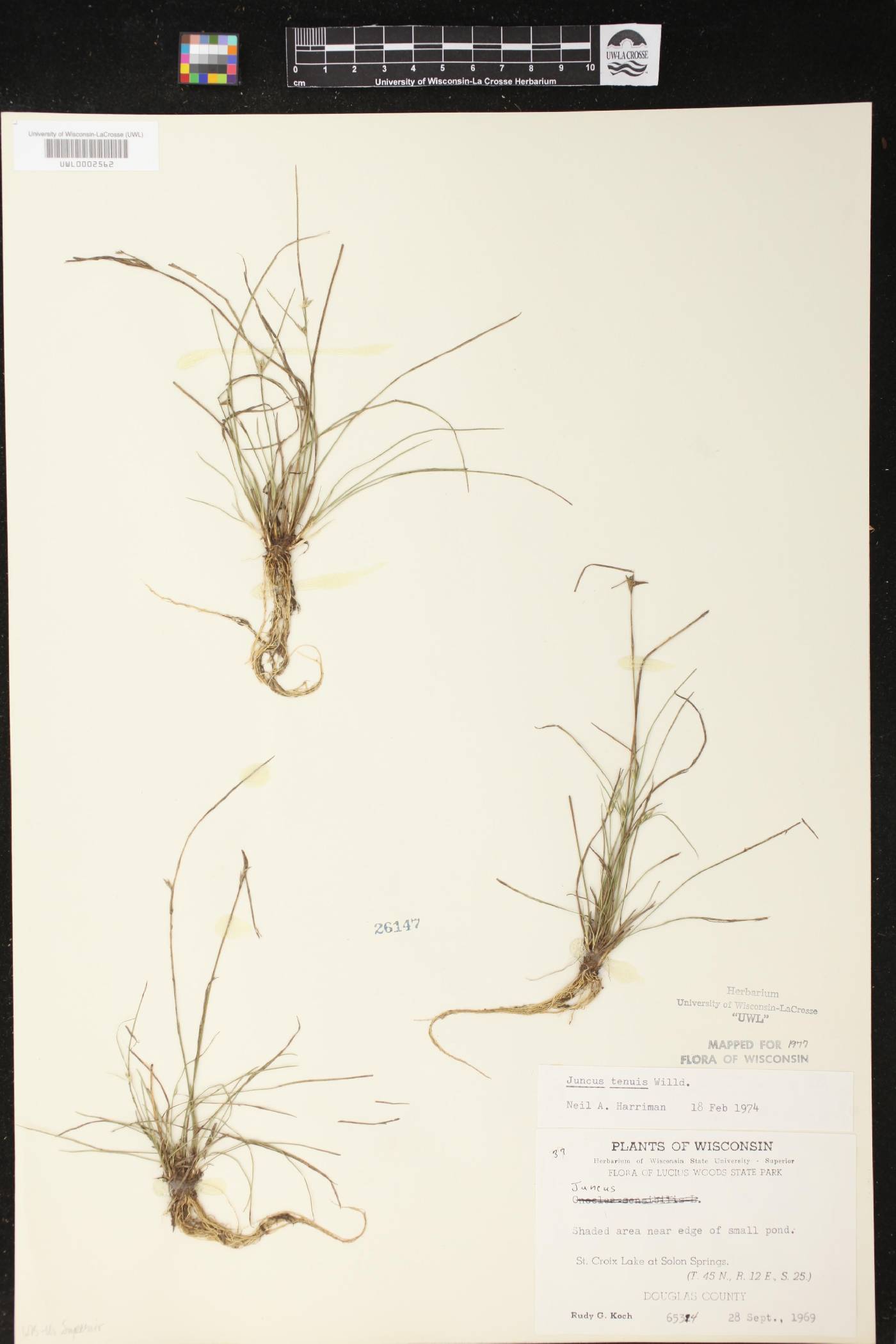 Juncus tenuis image