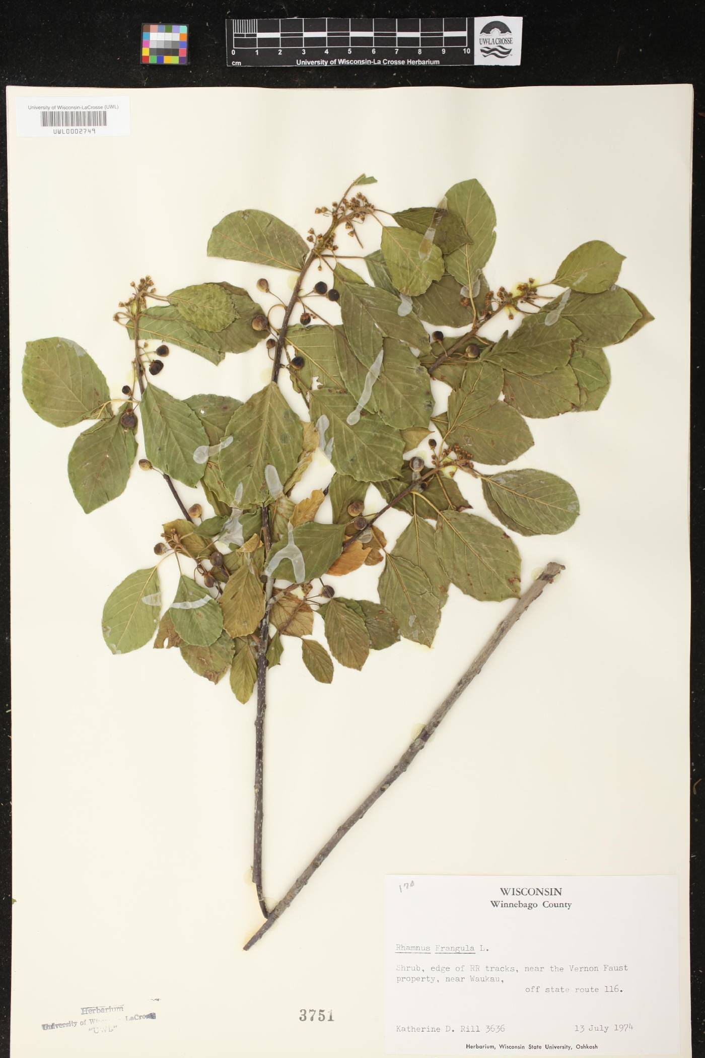 Frangula alnus image