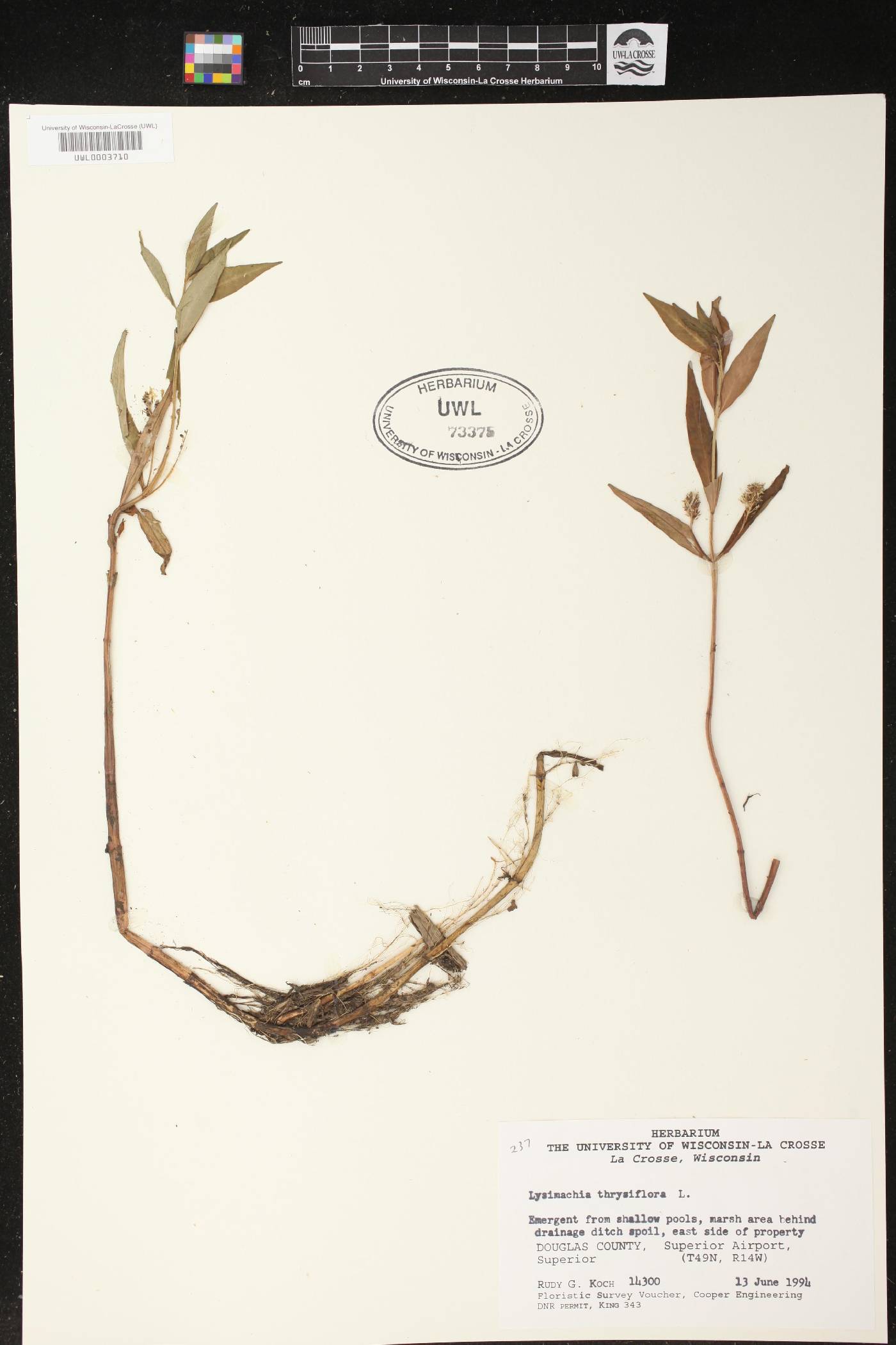 Lysimachia thyrsiflora image