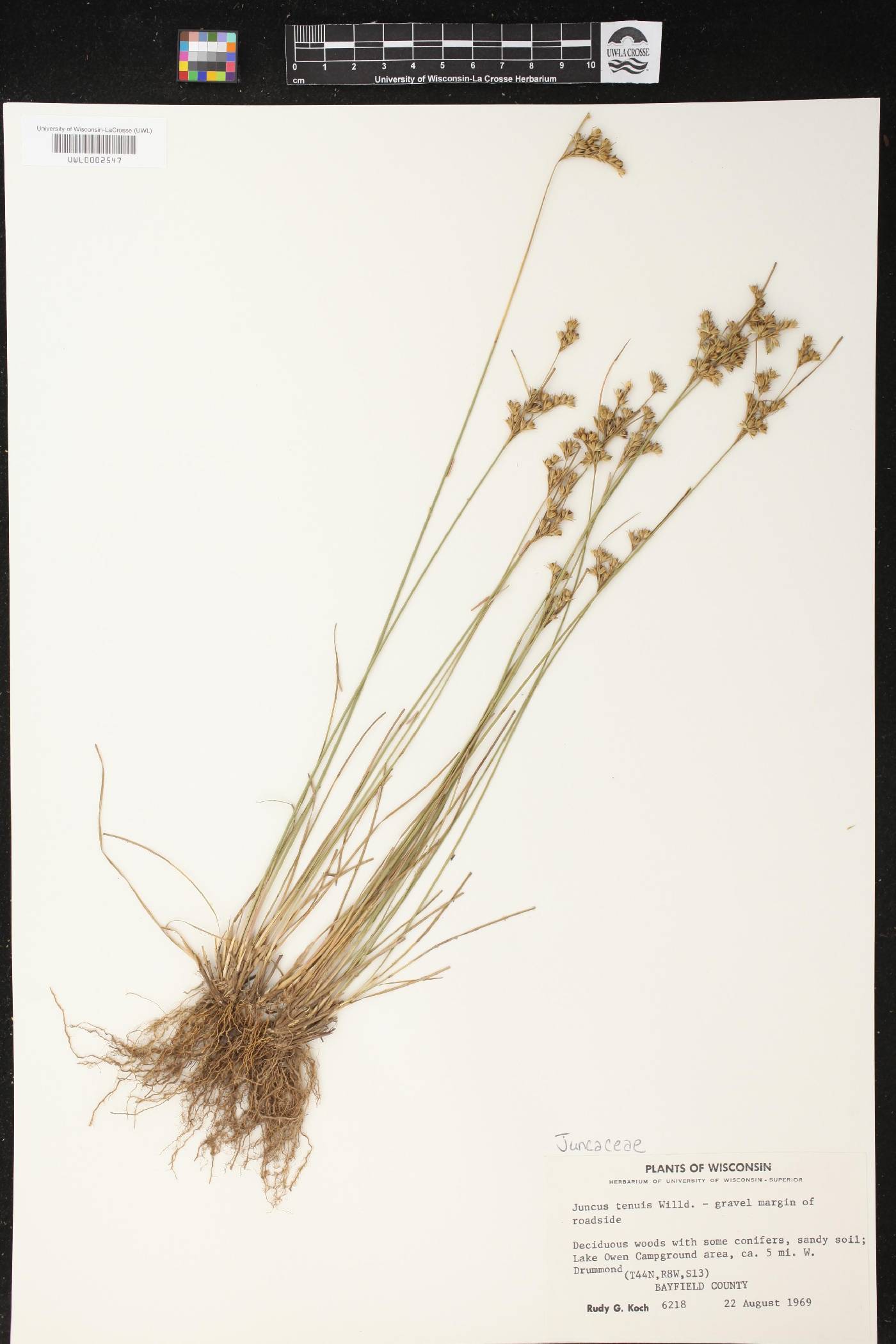 Juncus tenuis image