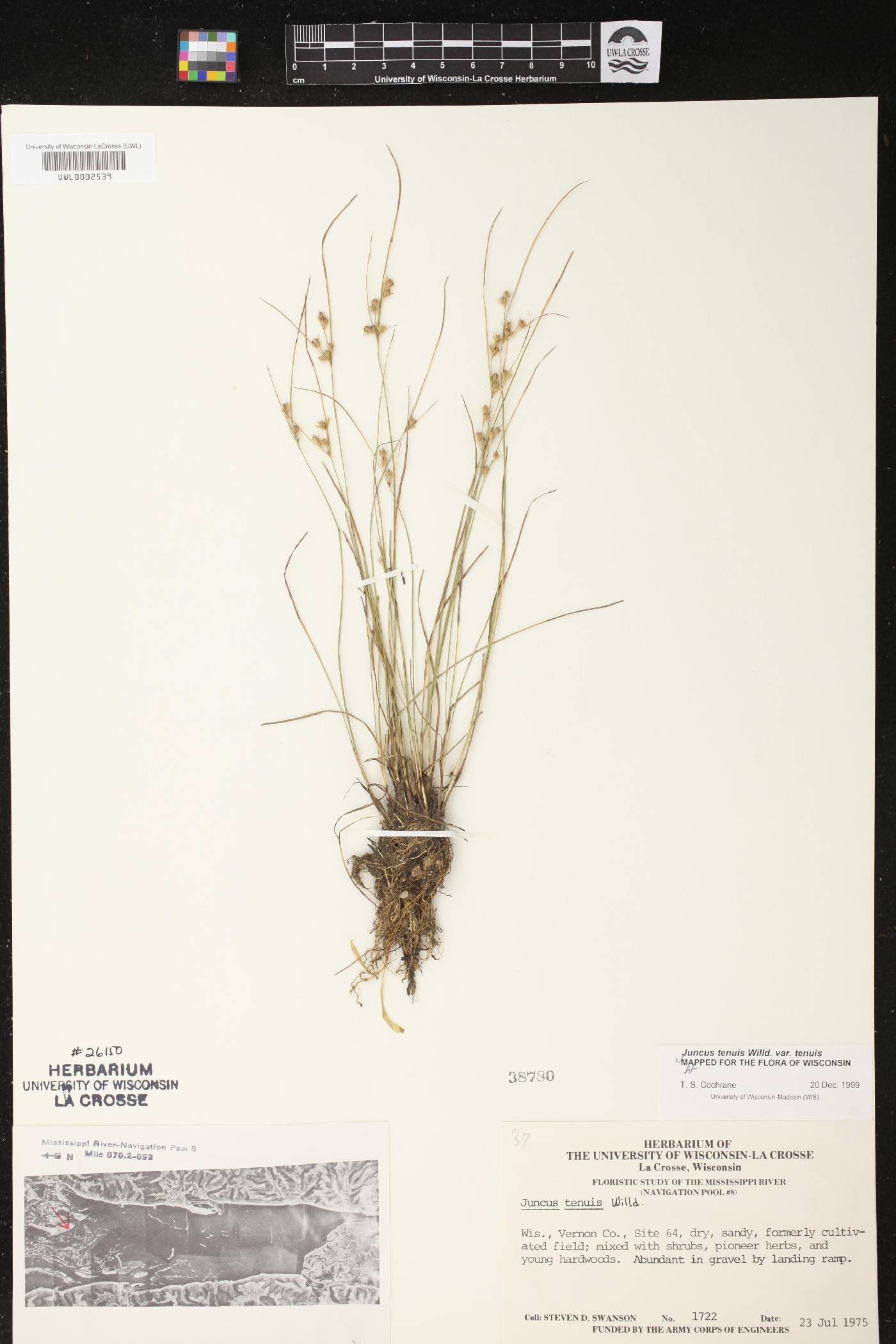 Juncus tenuis image