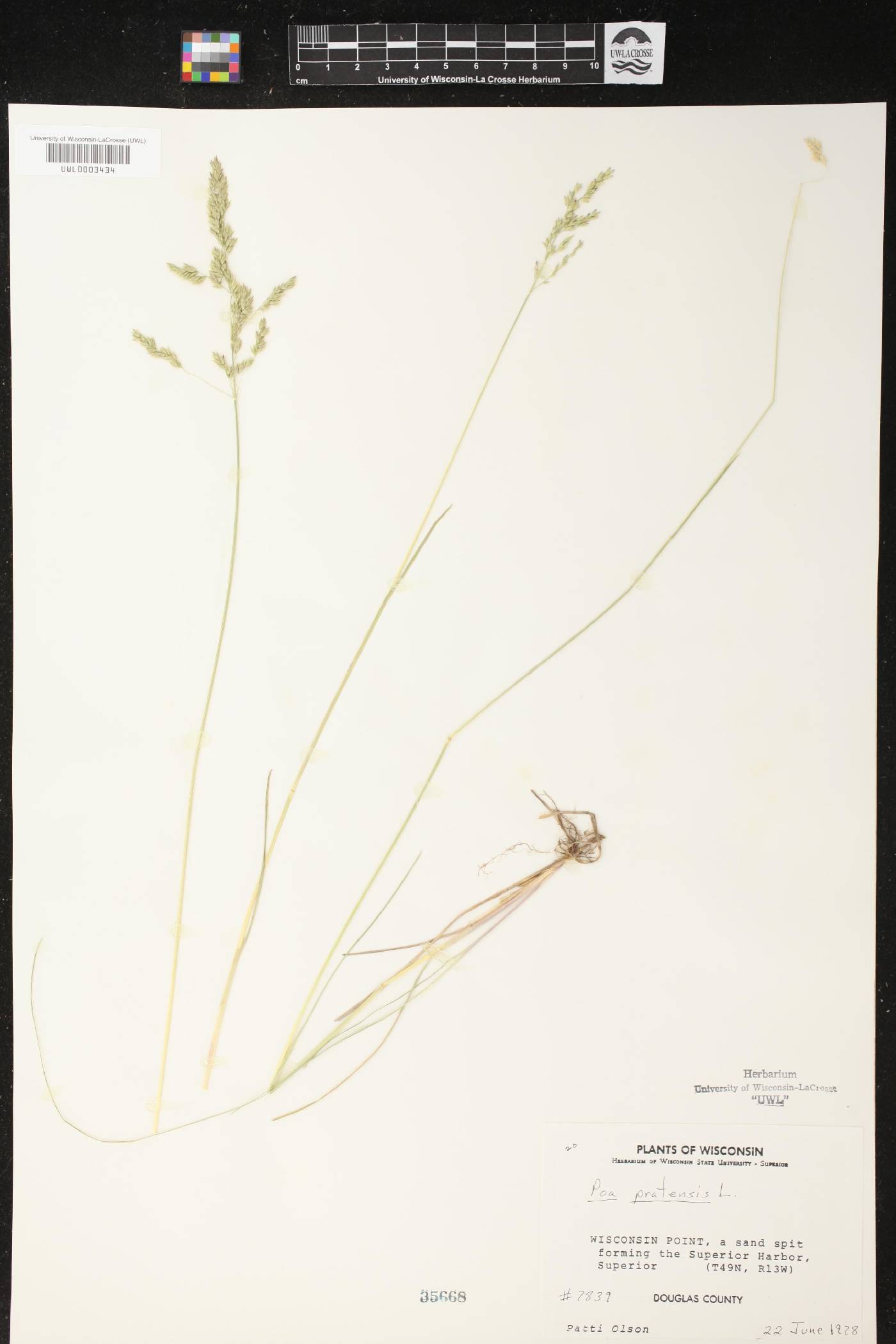 Poa pratensis image