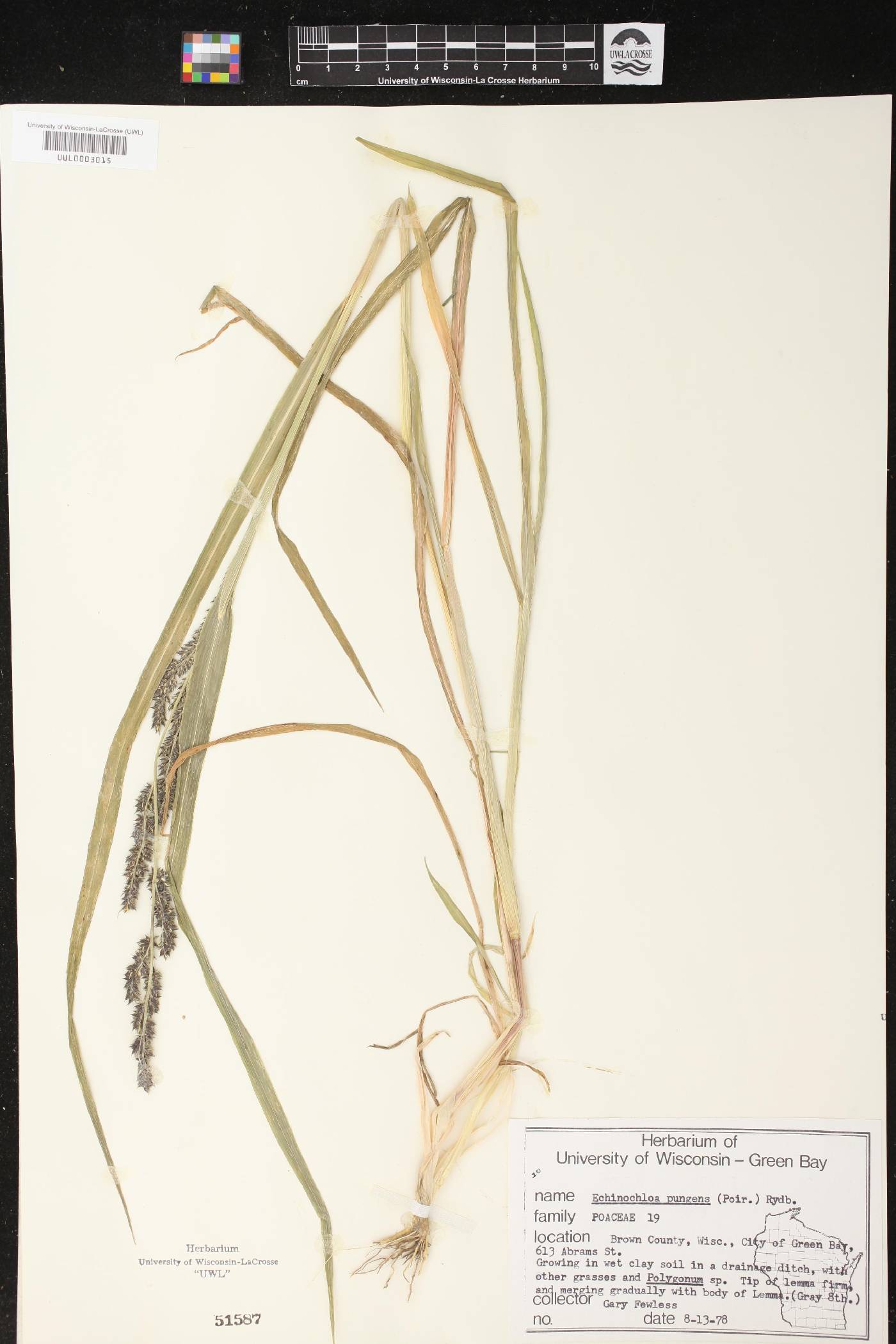 Echinochloa muricata var. muricata image