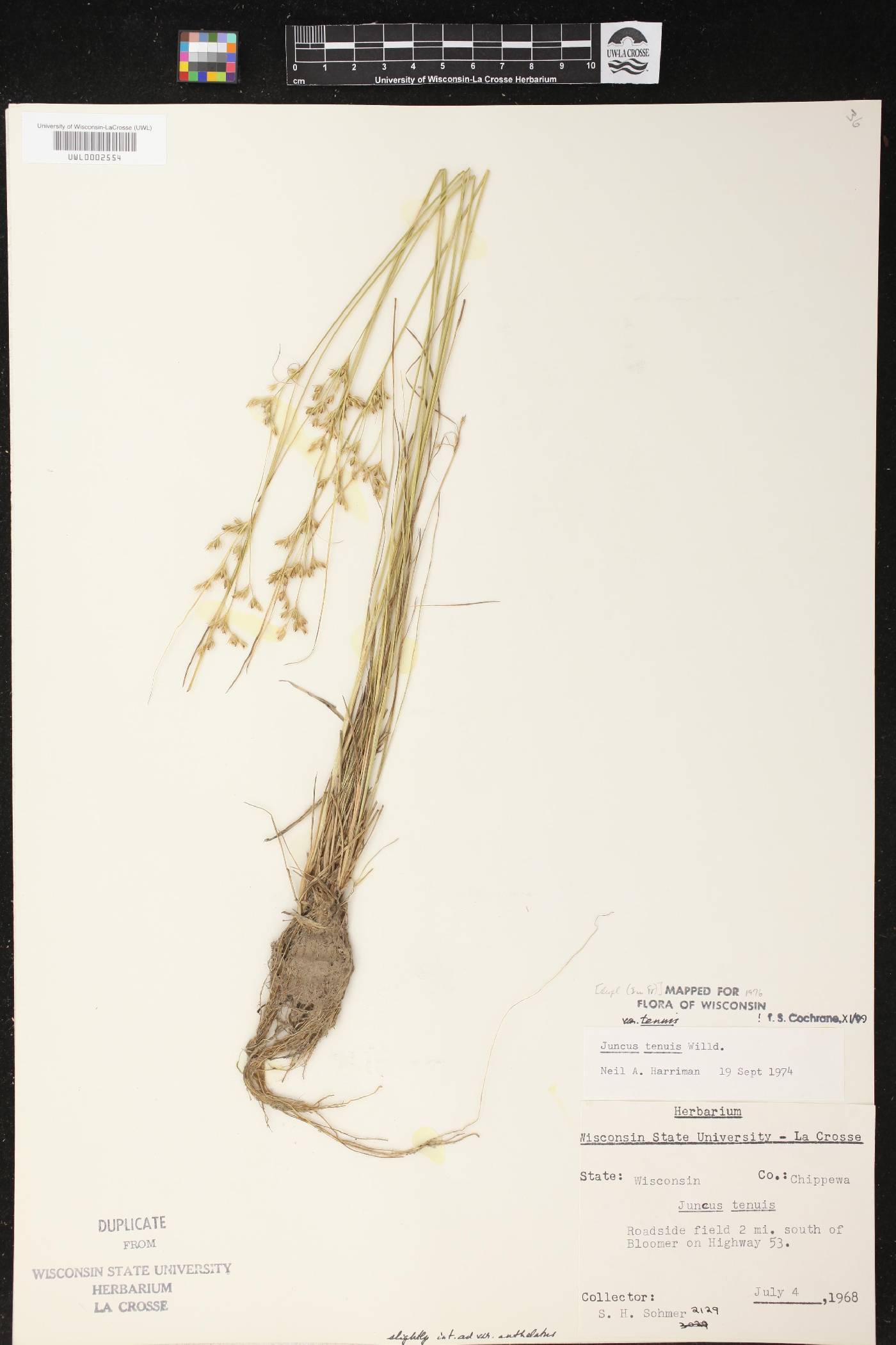 Juncus tenuis image