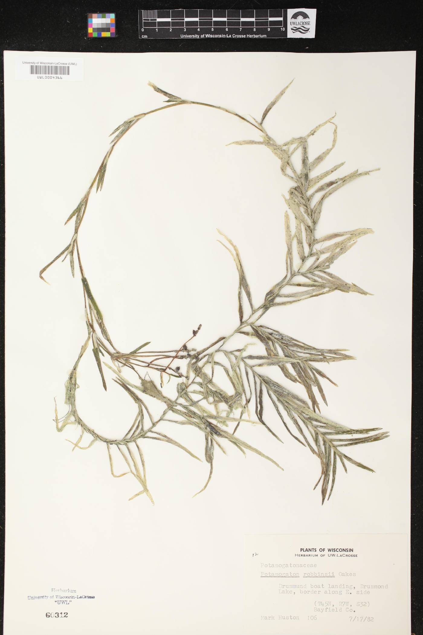 Potamogeton robbinsii image