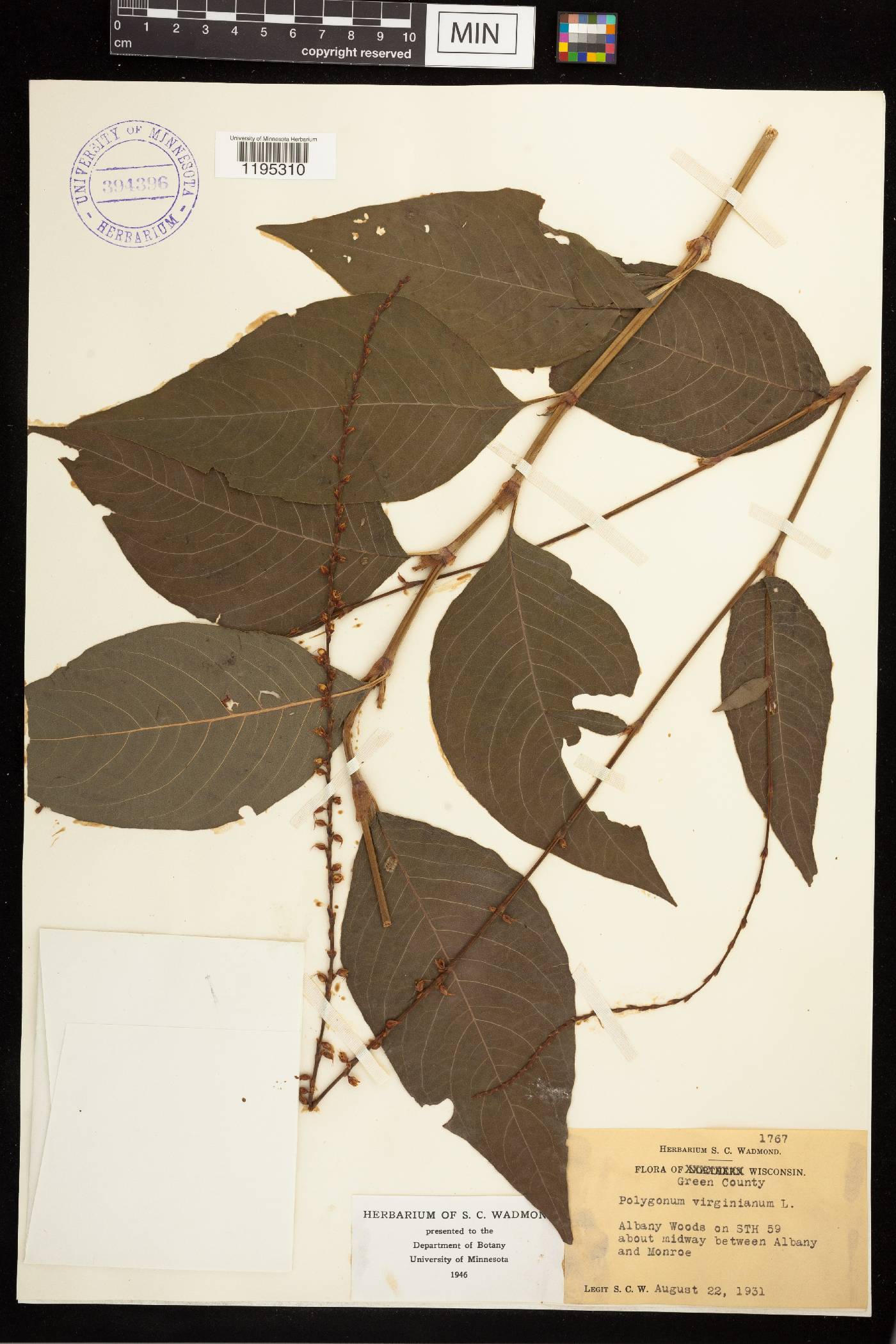 Persicaria virginiana image