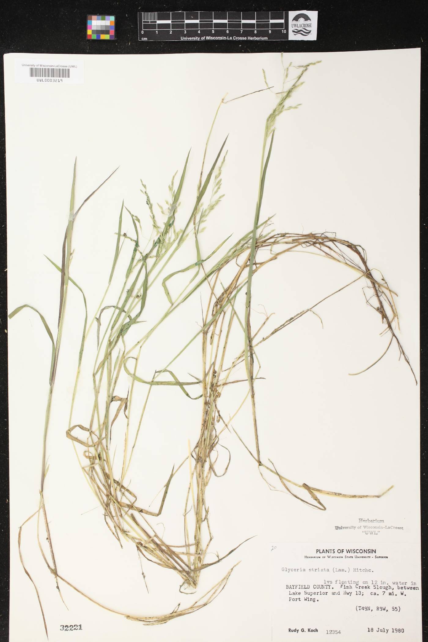 Glyceria striata image