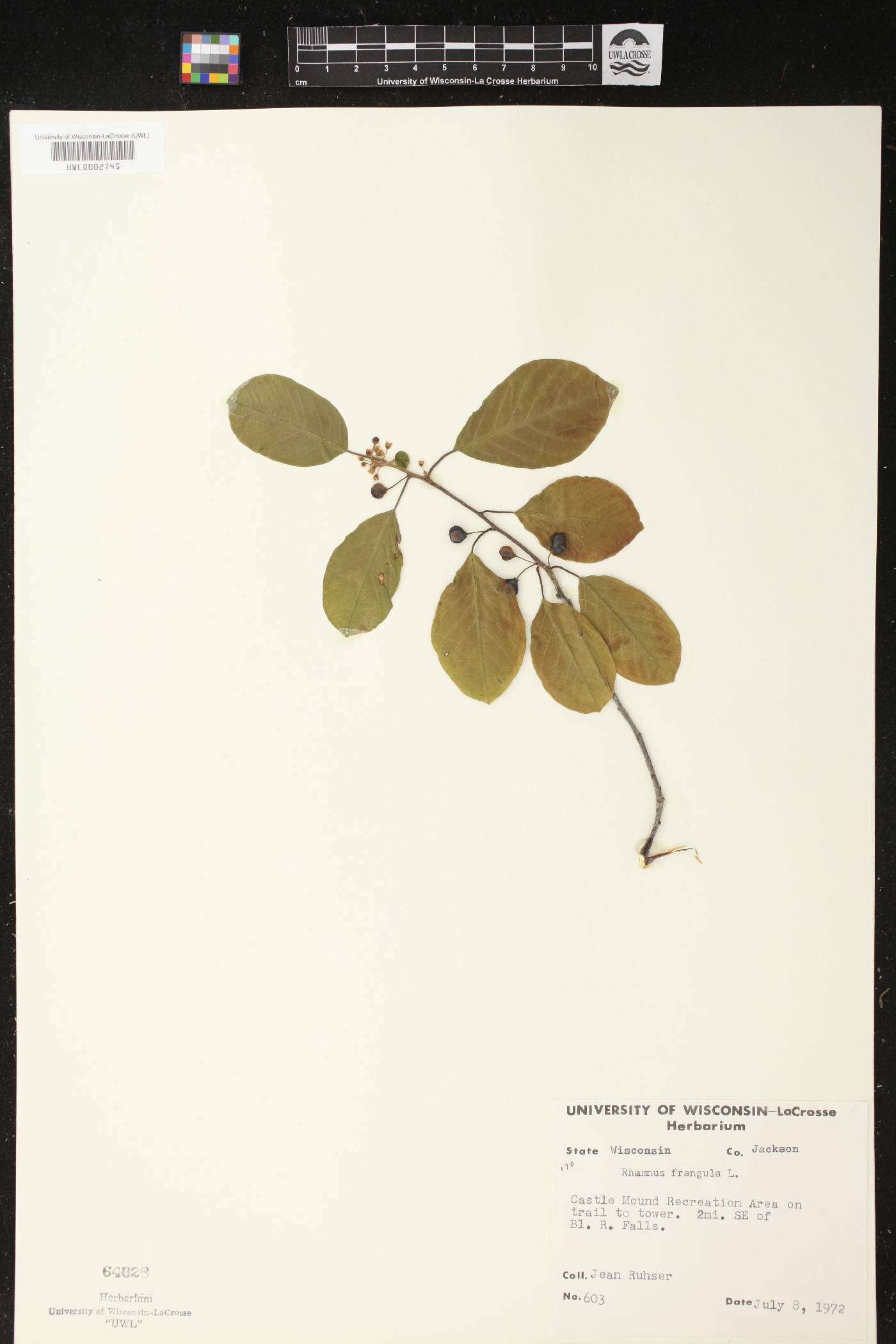 Frangula alnus image