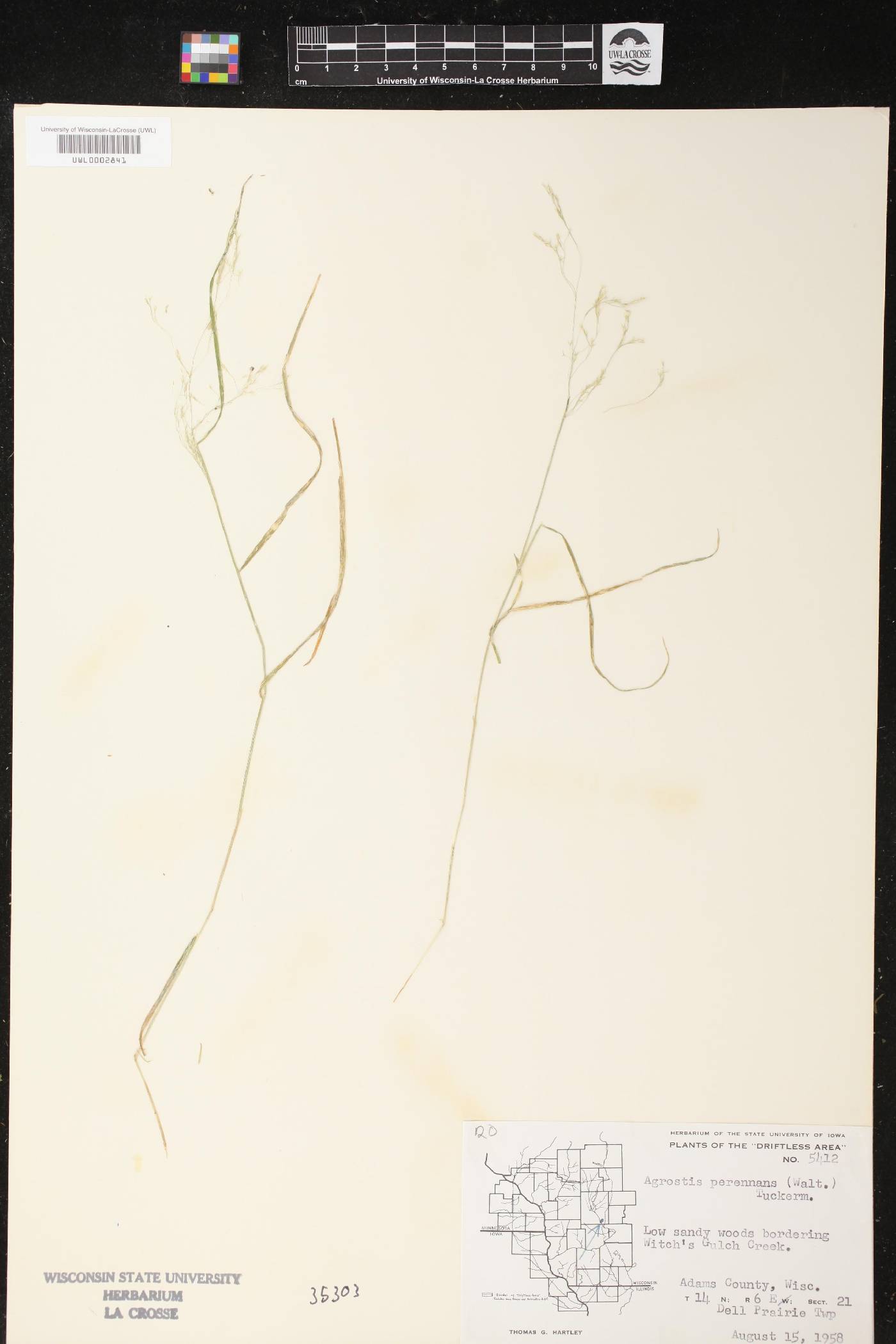 Agrostis perennans image