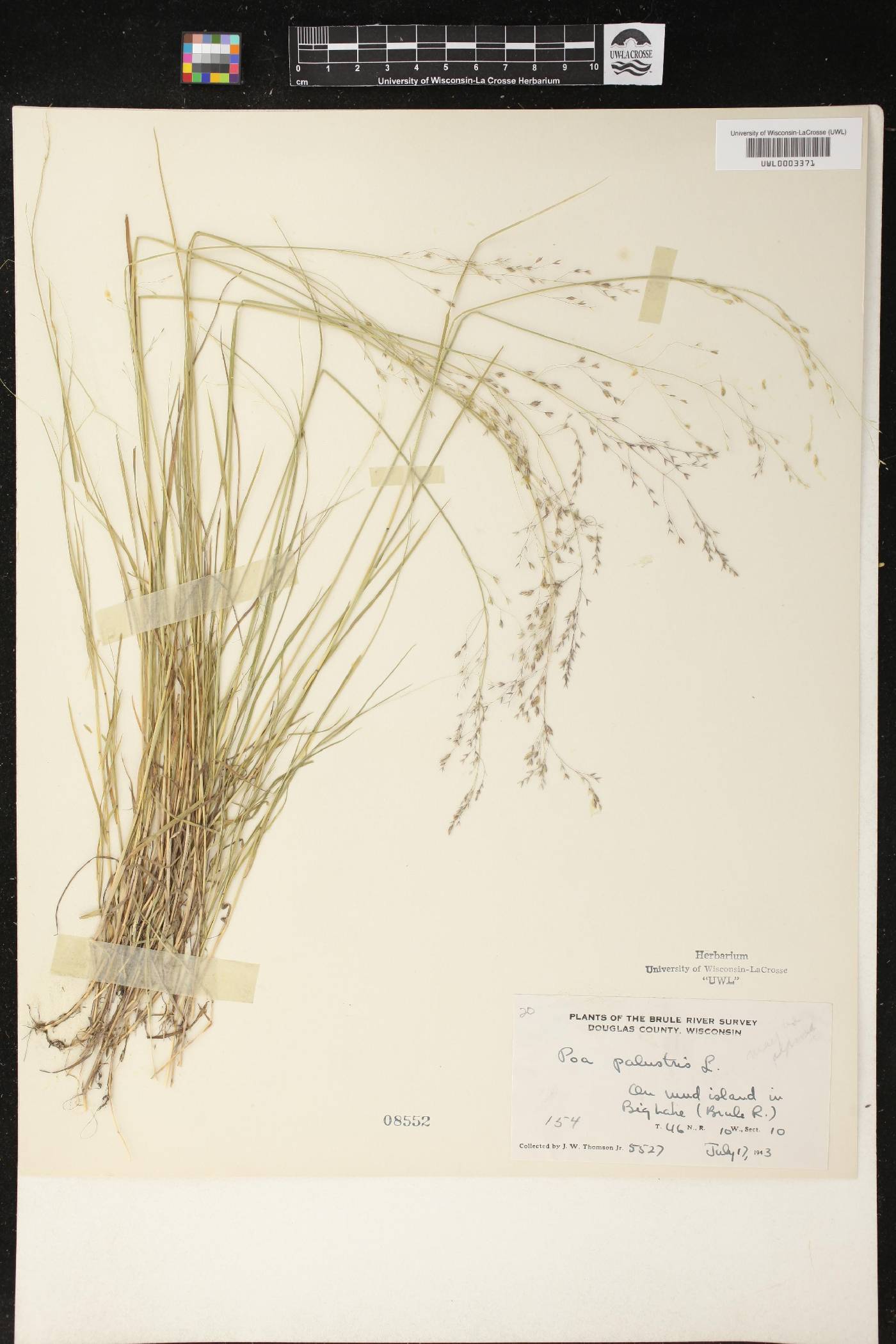 Poa palustris image