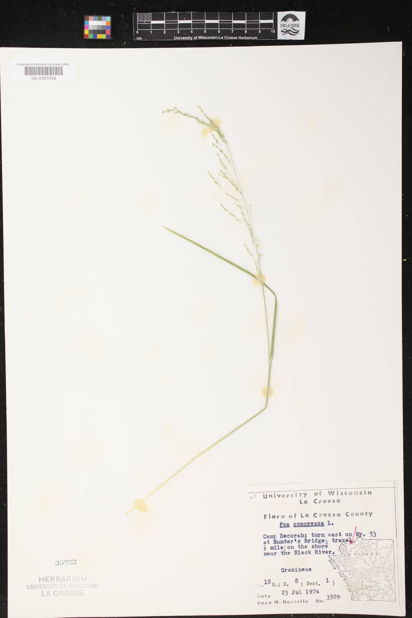 Poa compressa image