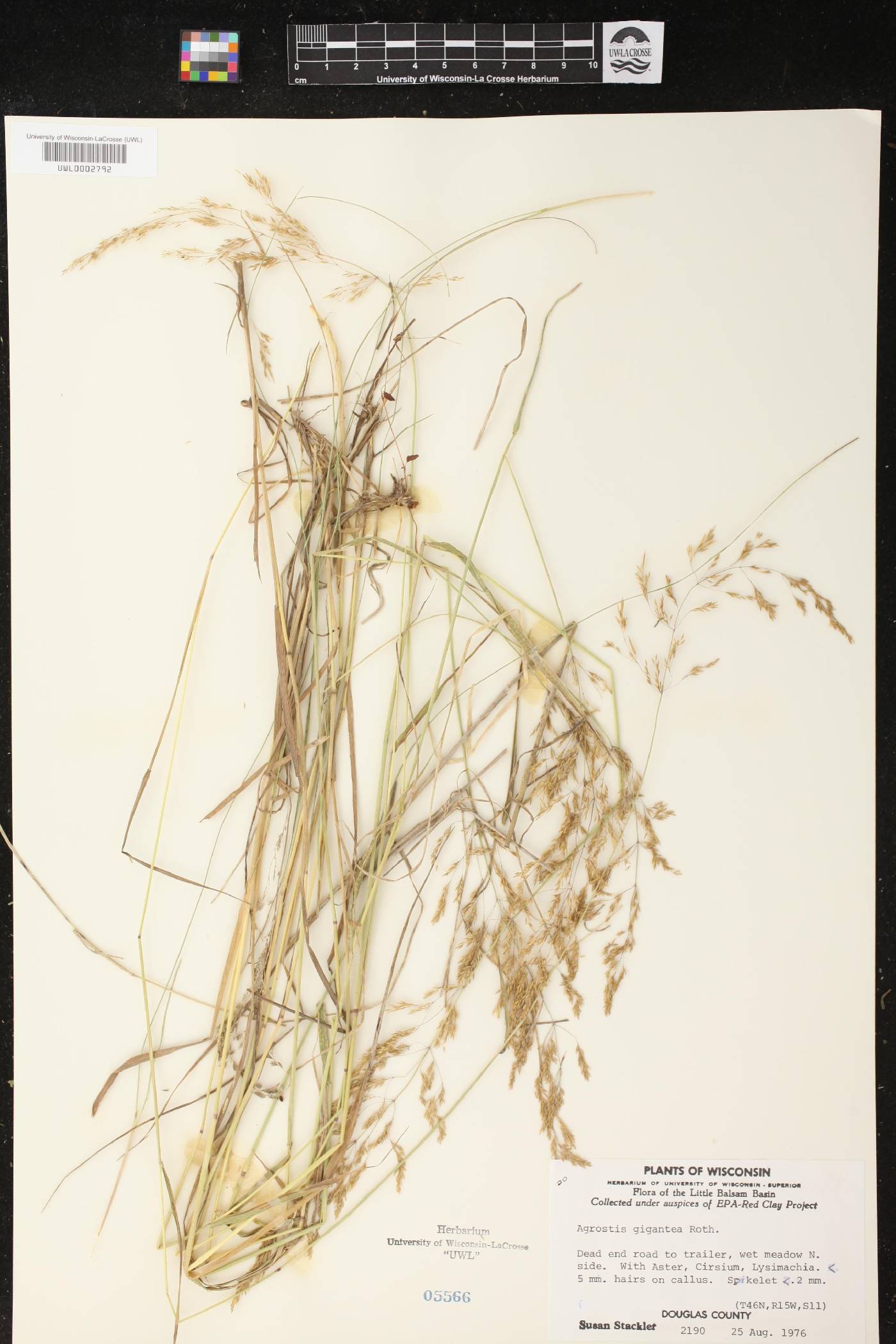 Agrostis gigantea image