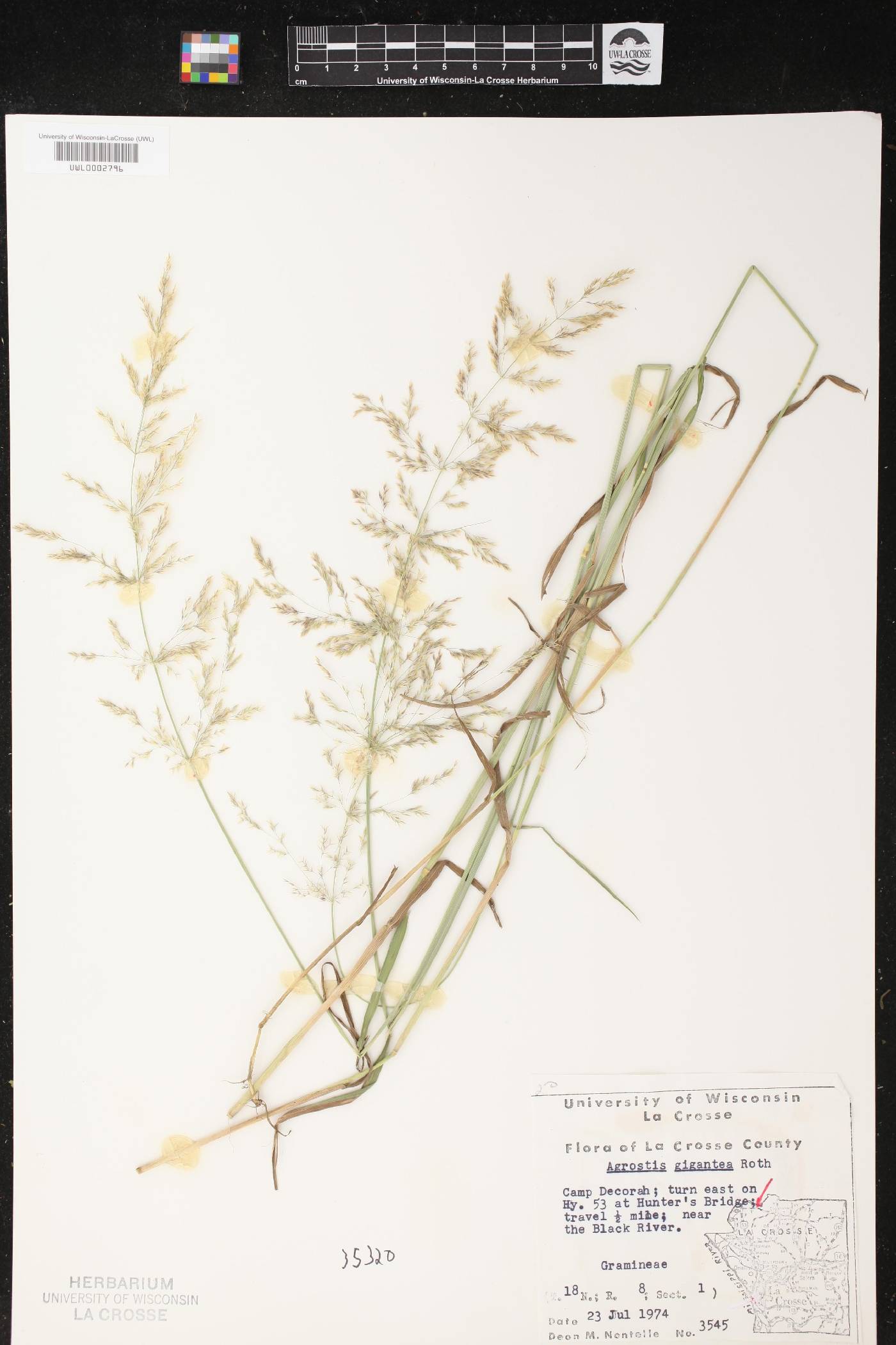 Agrostis gigantea image