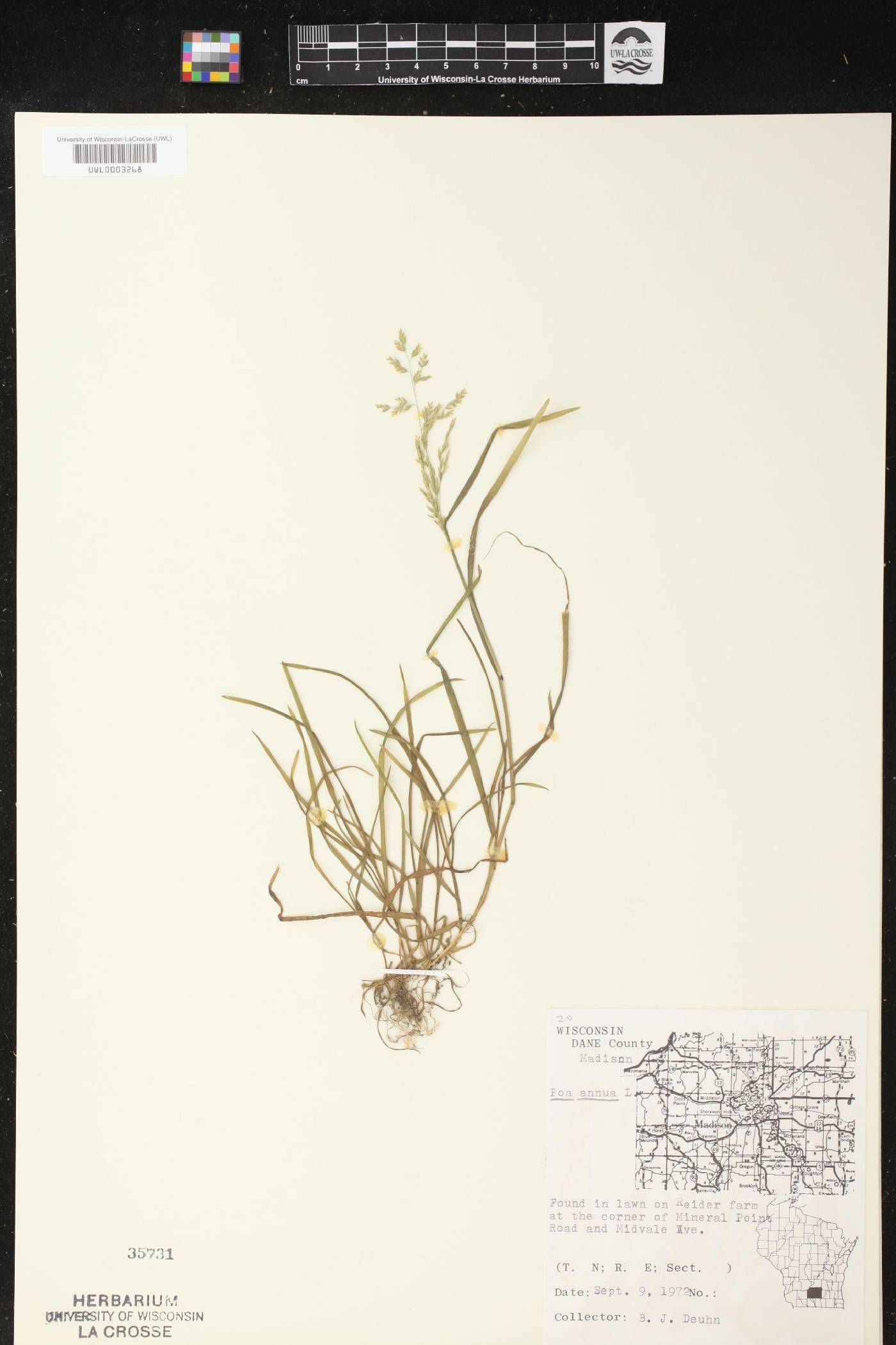Poa annua image