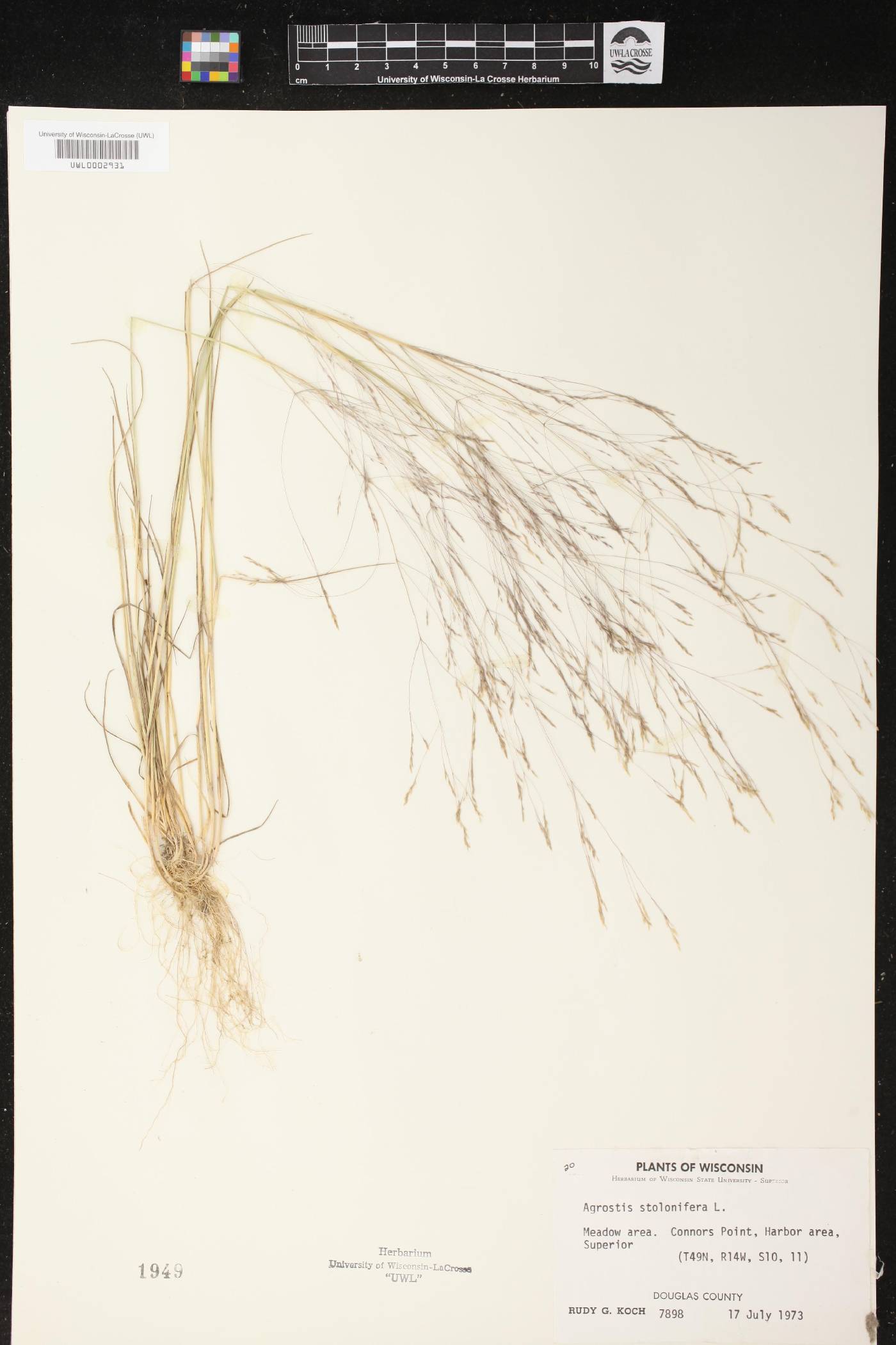 Agrostis stolonifera image
