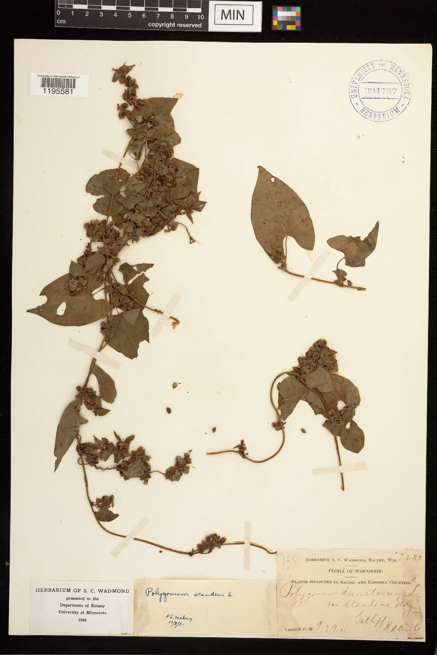 Fallopia scandens image