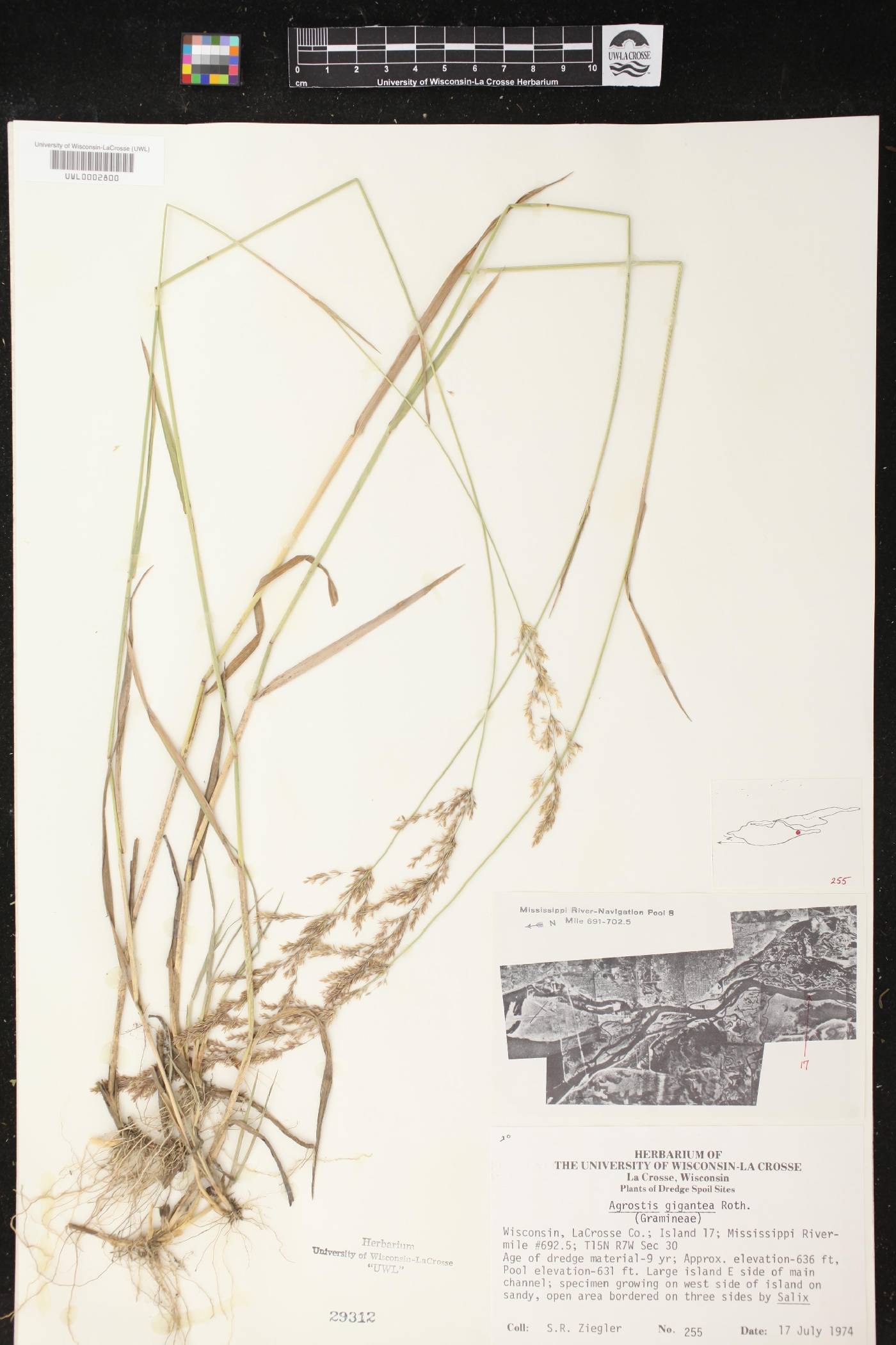 Agrostis gigantea image