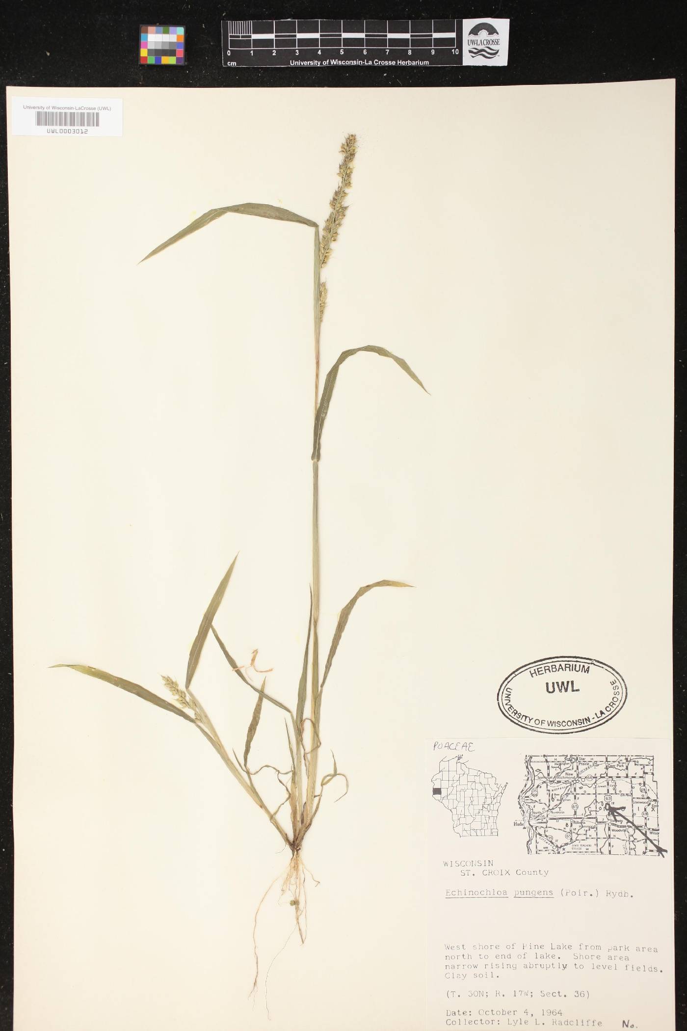 Echinochloa muricata var. muricata image