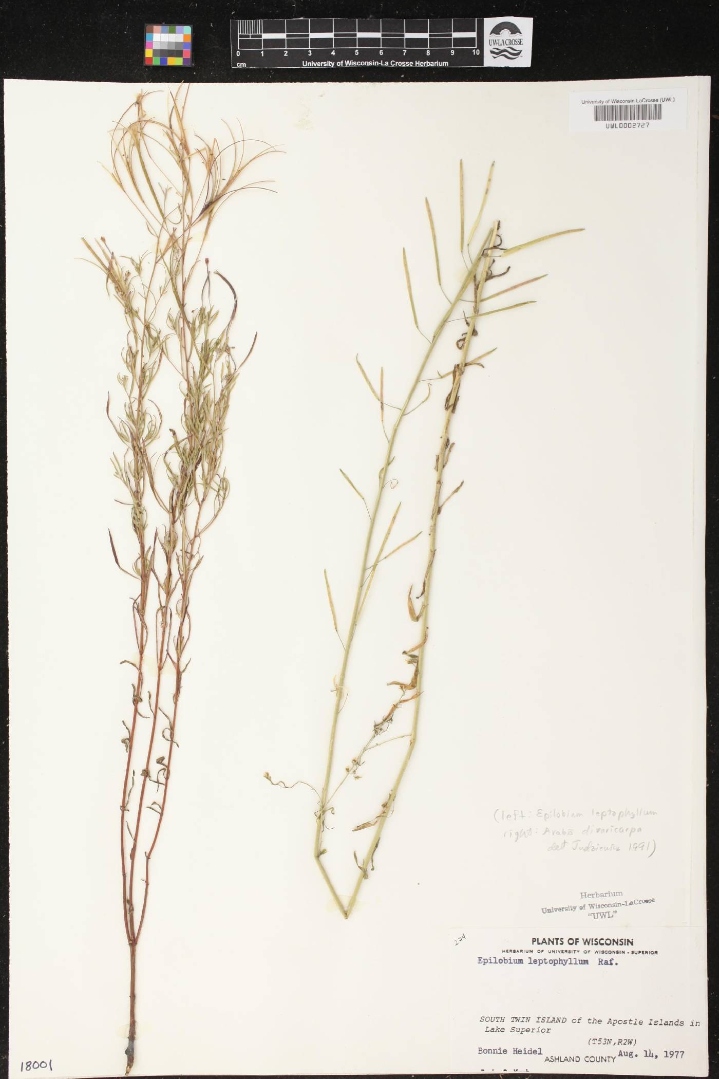 Epilobium leptophyllum image