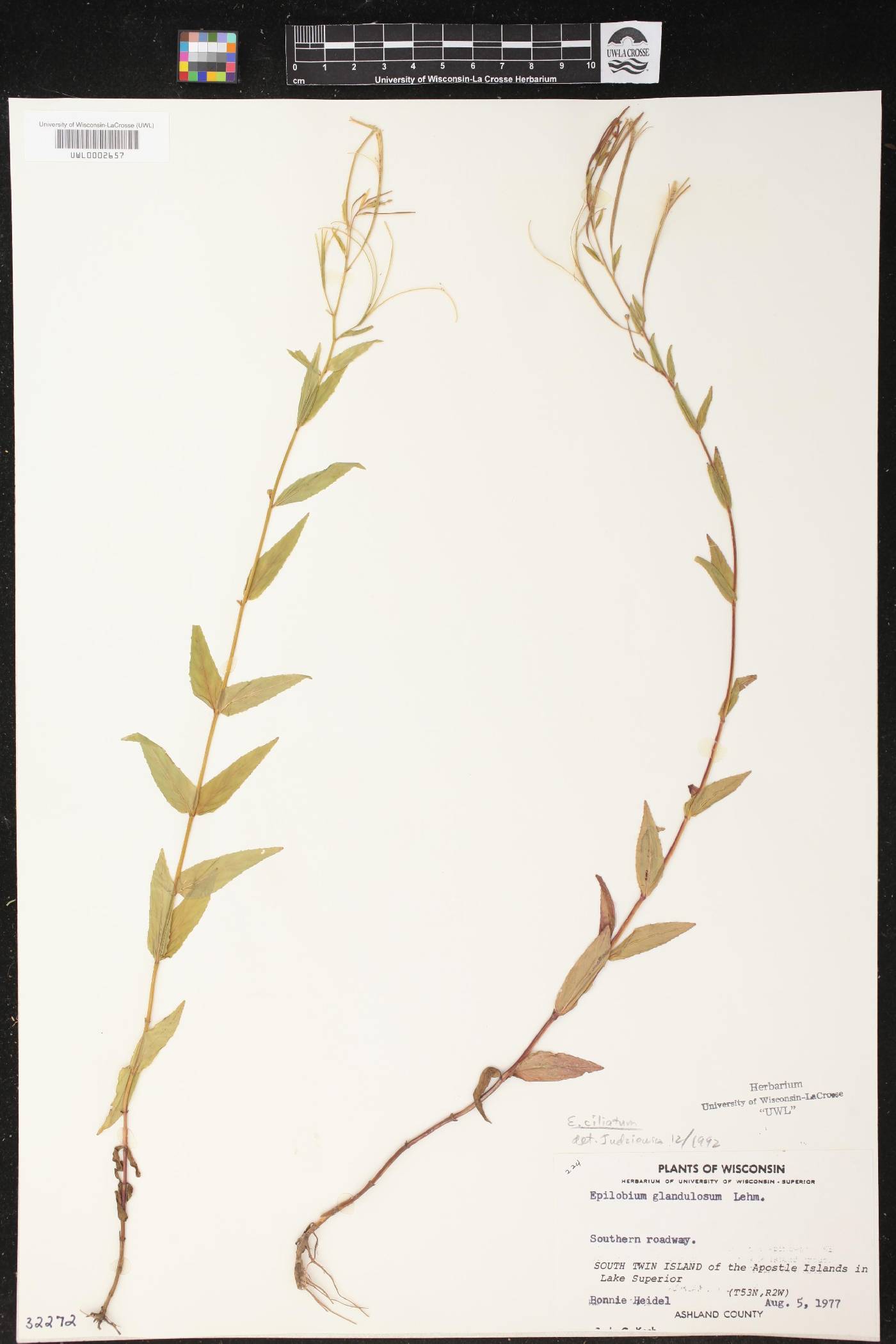 Epilobium ciliatum image