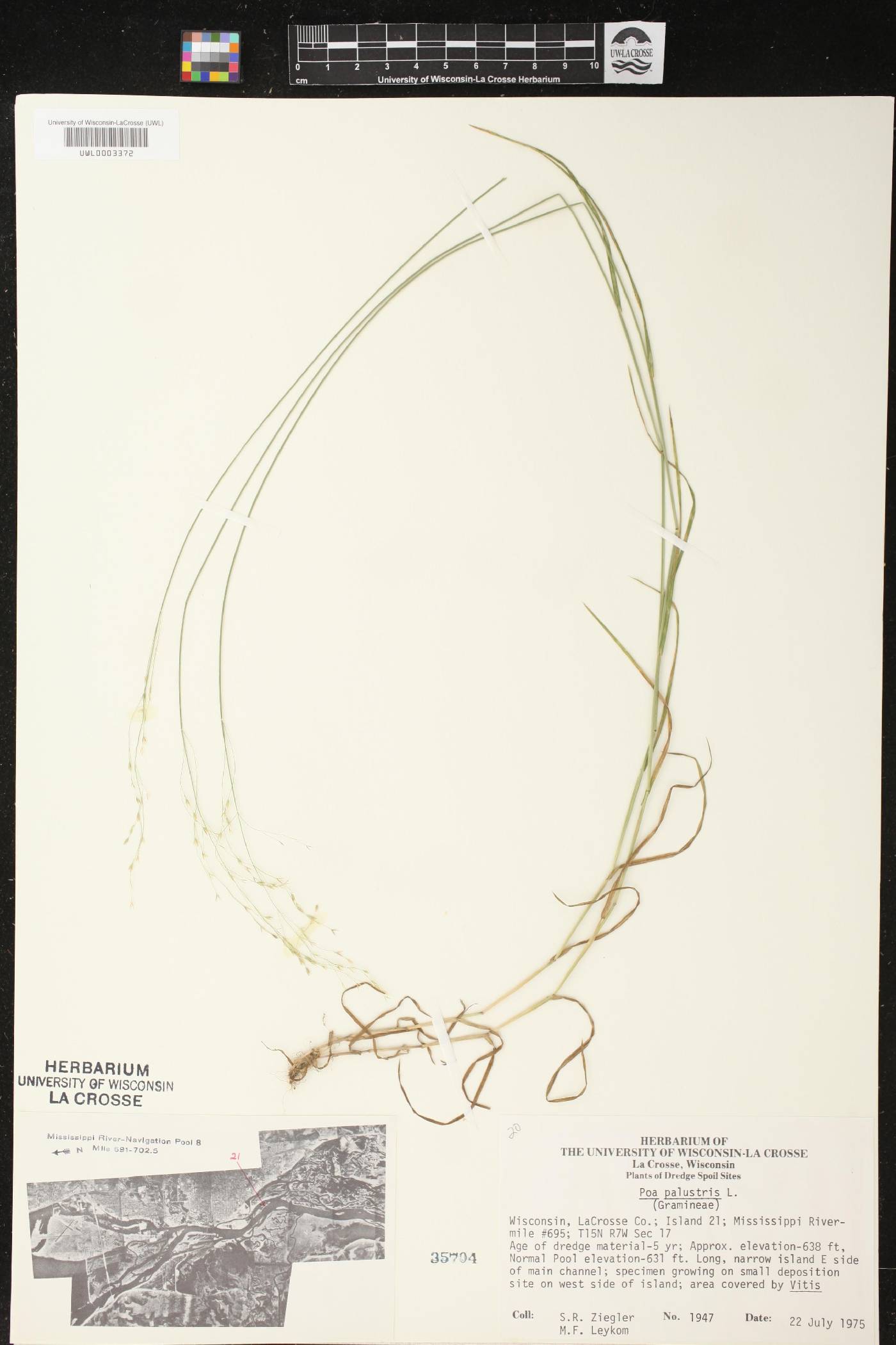Poa palustris image