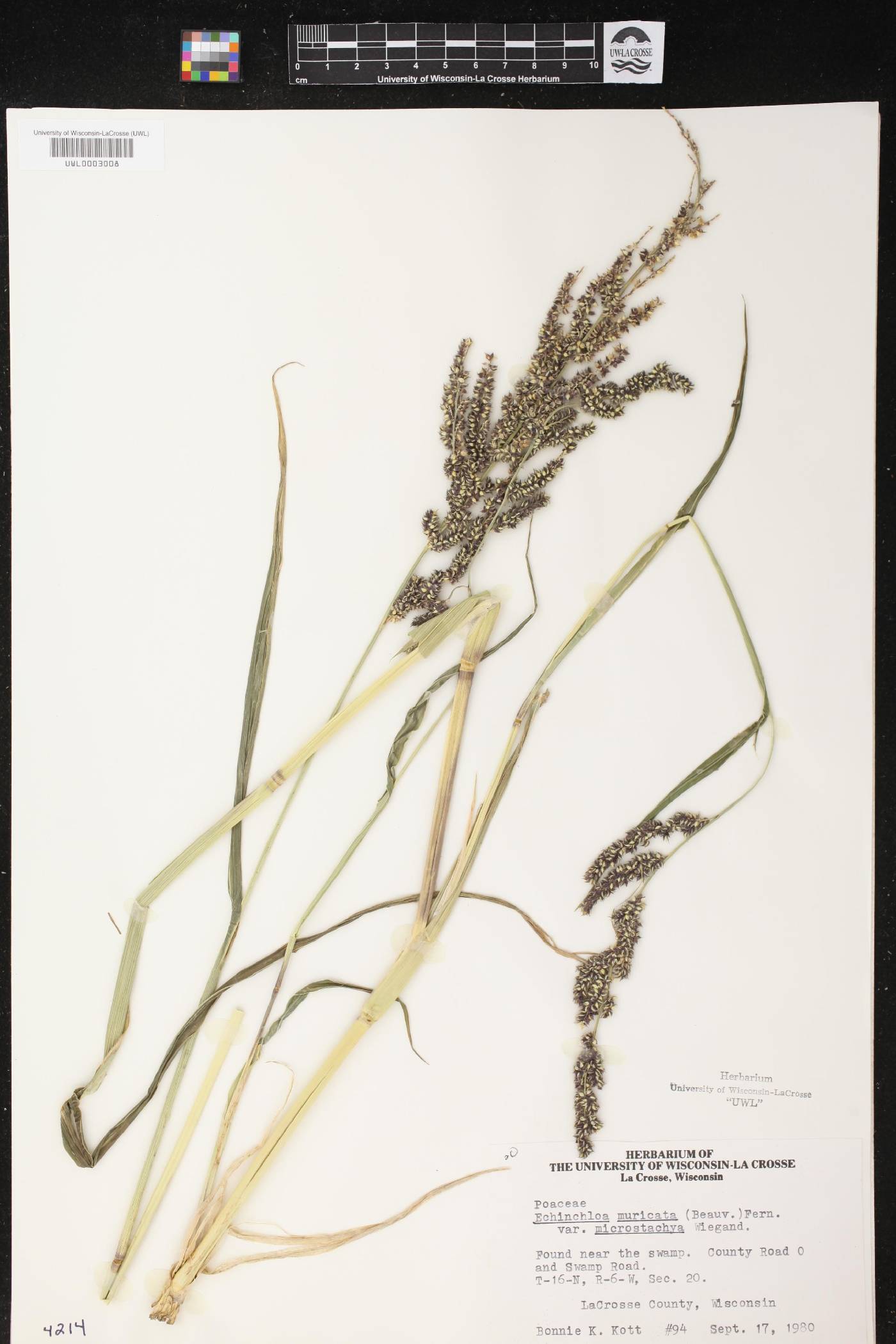 Echinochloa muricata var. microstachya image