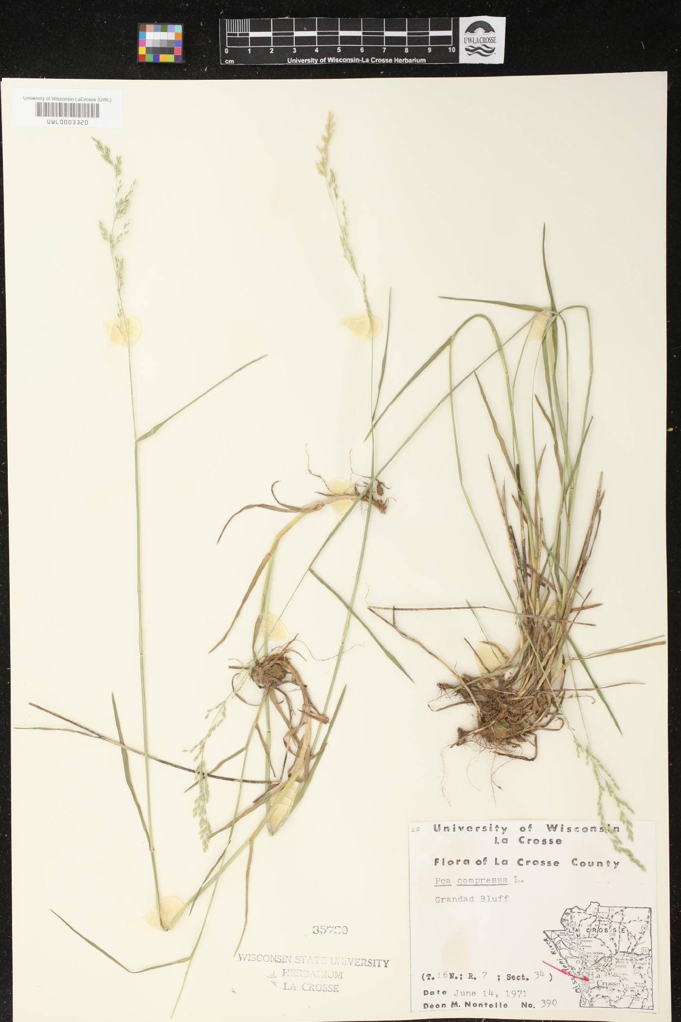 Poa compressa image