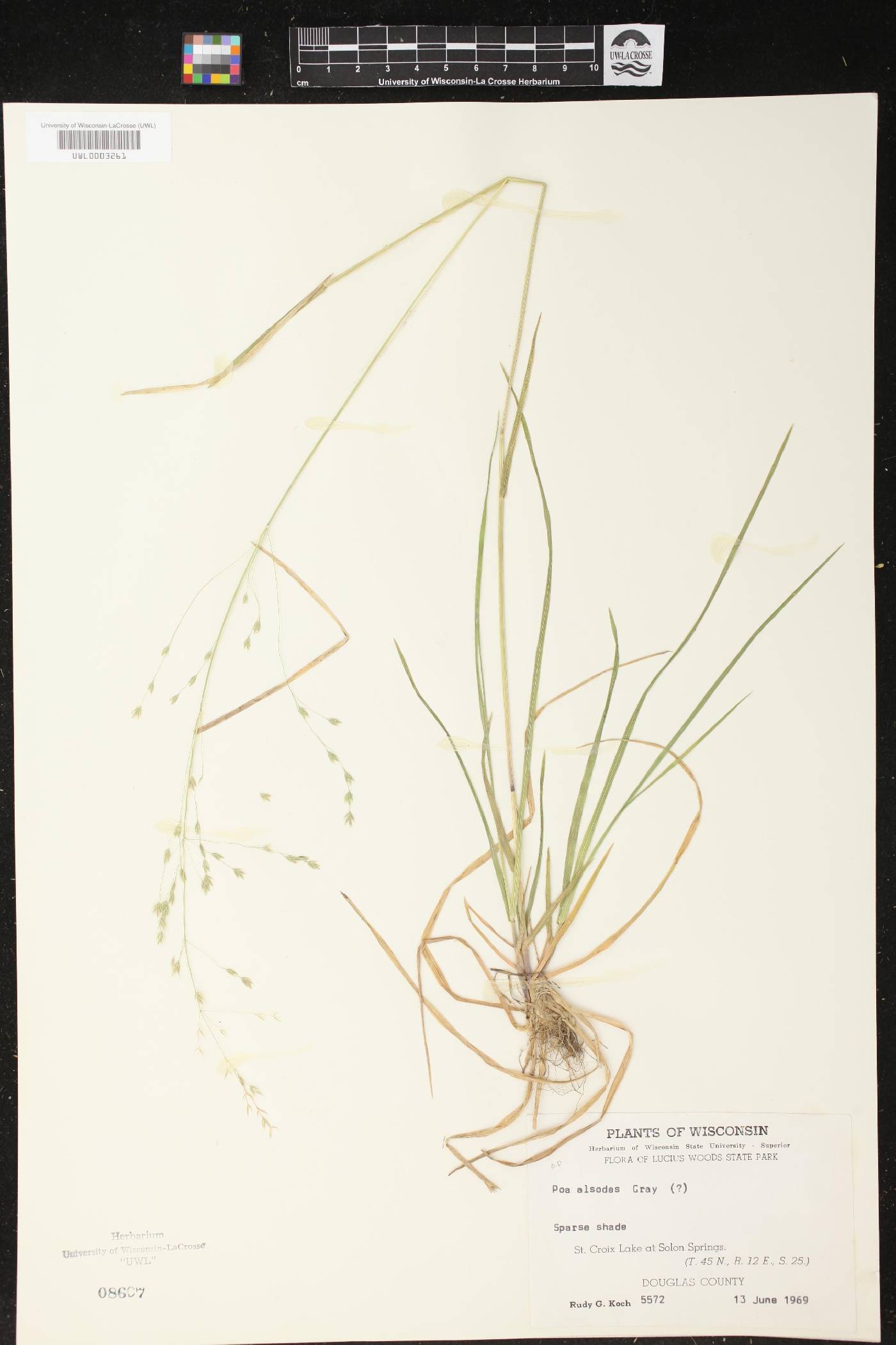 Poa alsodes image
