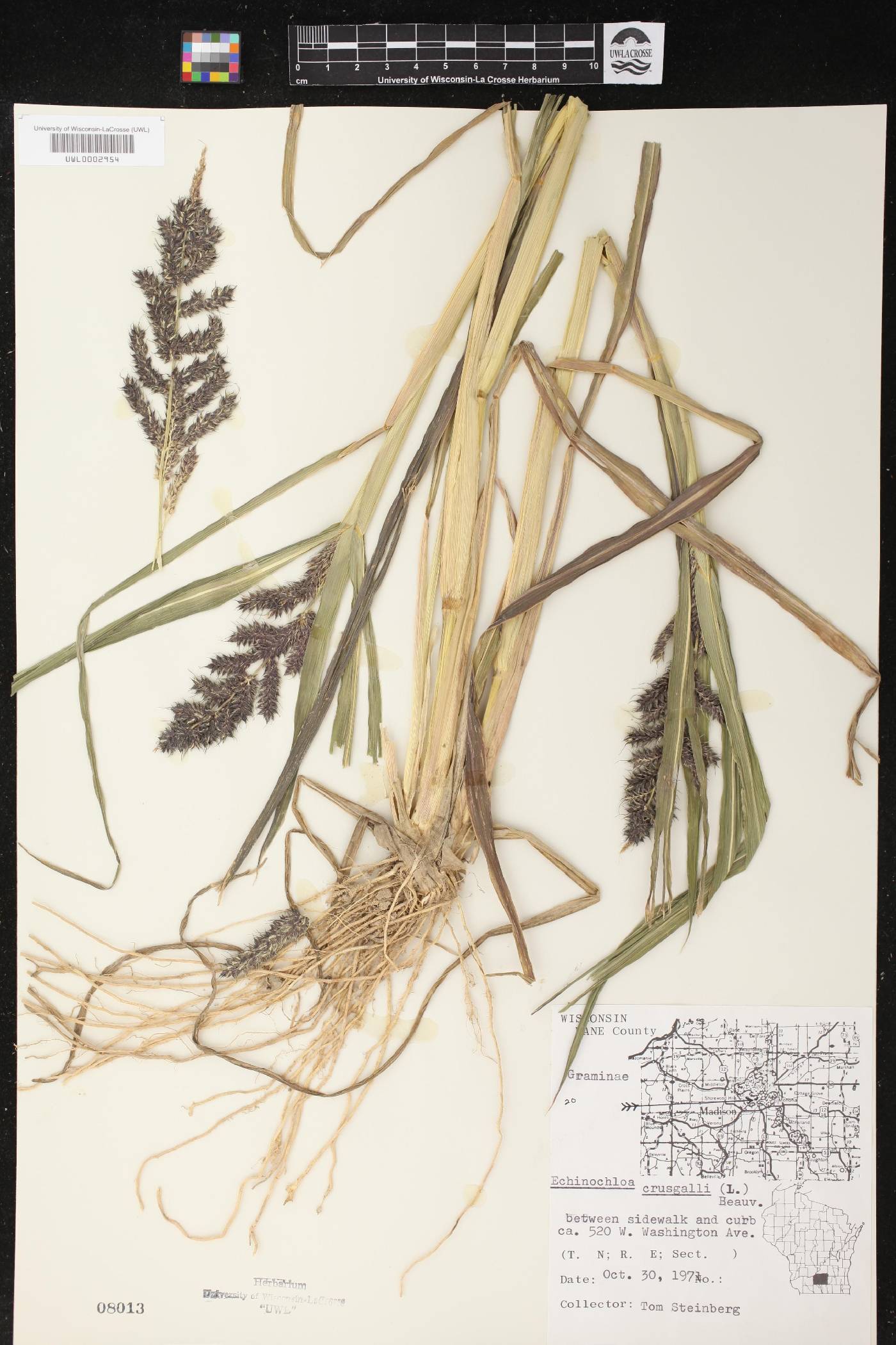 Echinochloa crus-galli image