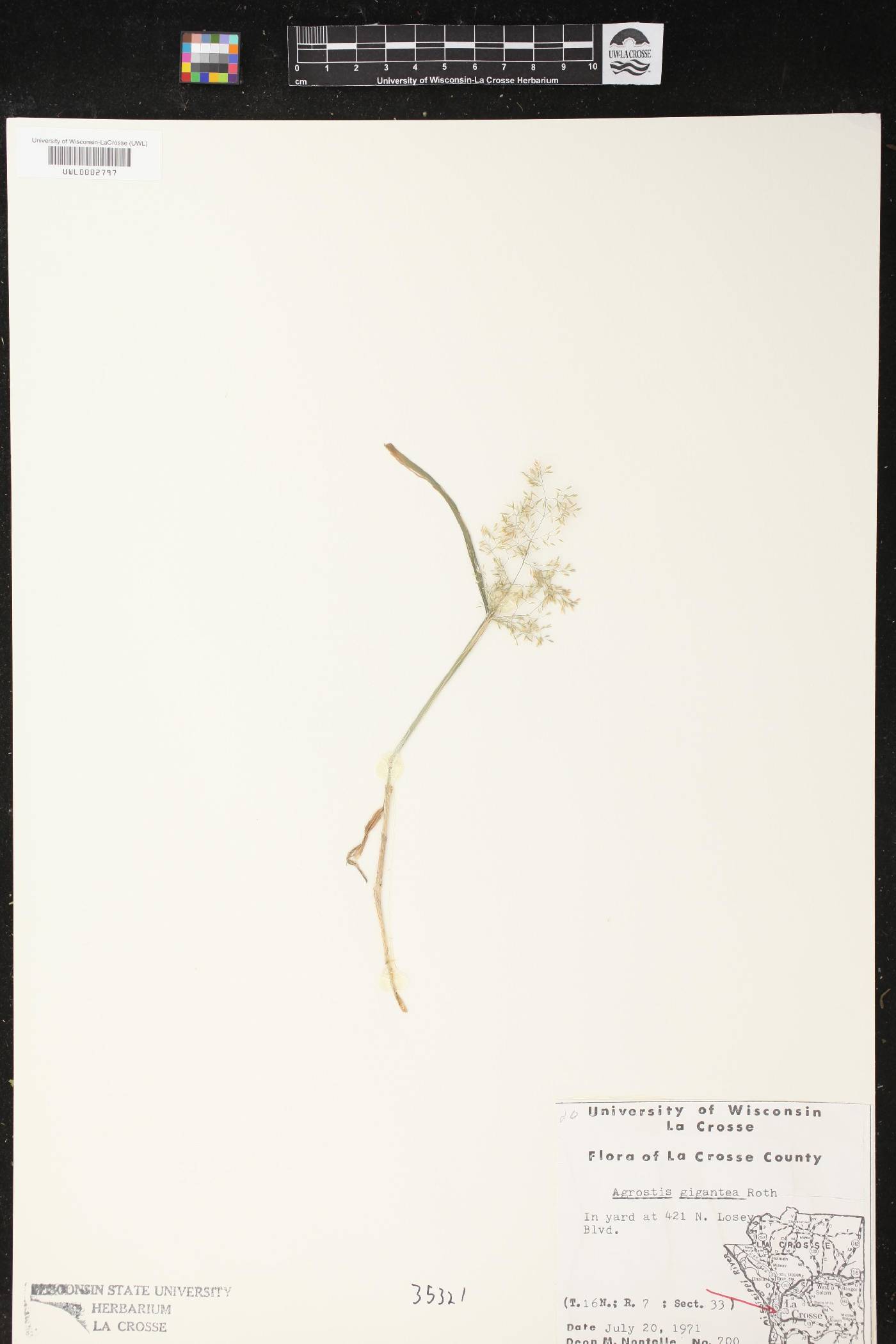 Agrostis gigantea image