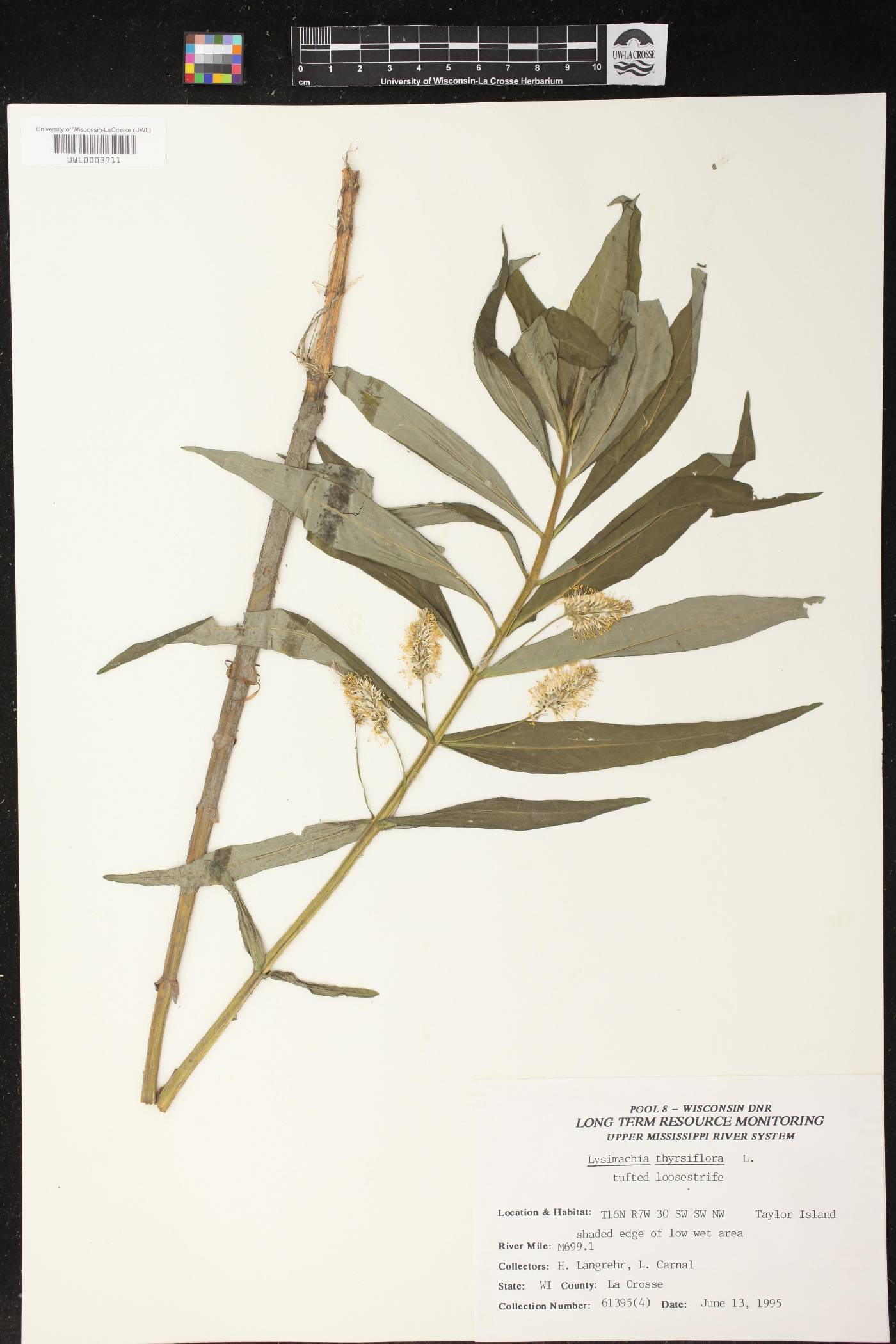 Lysimachia thyrsiflora image