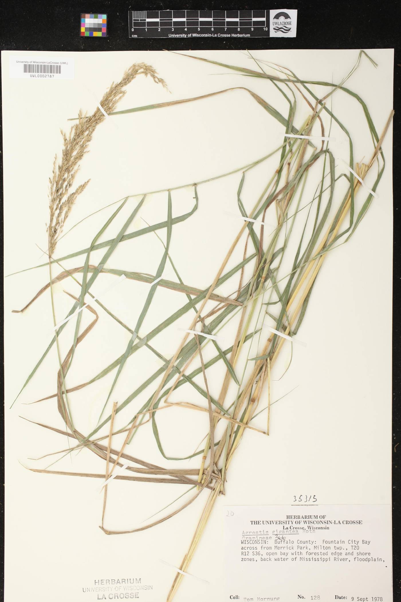 Agrostis gigantea image