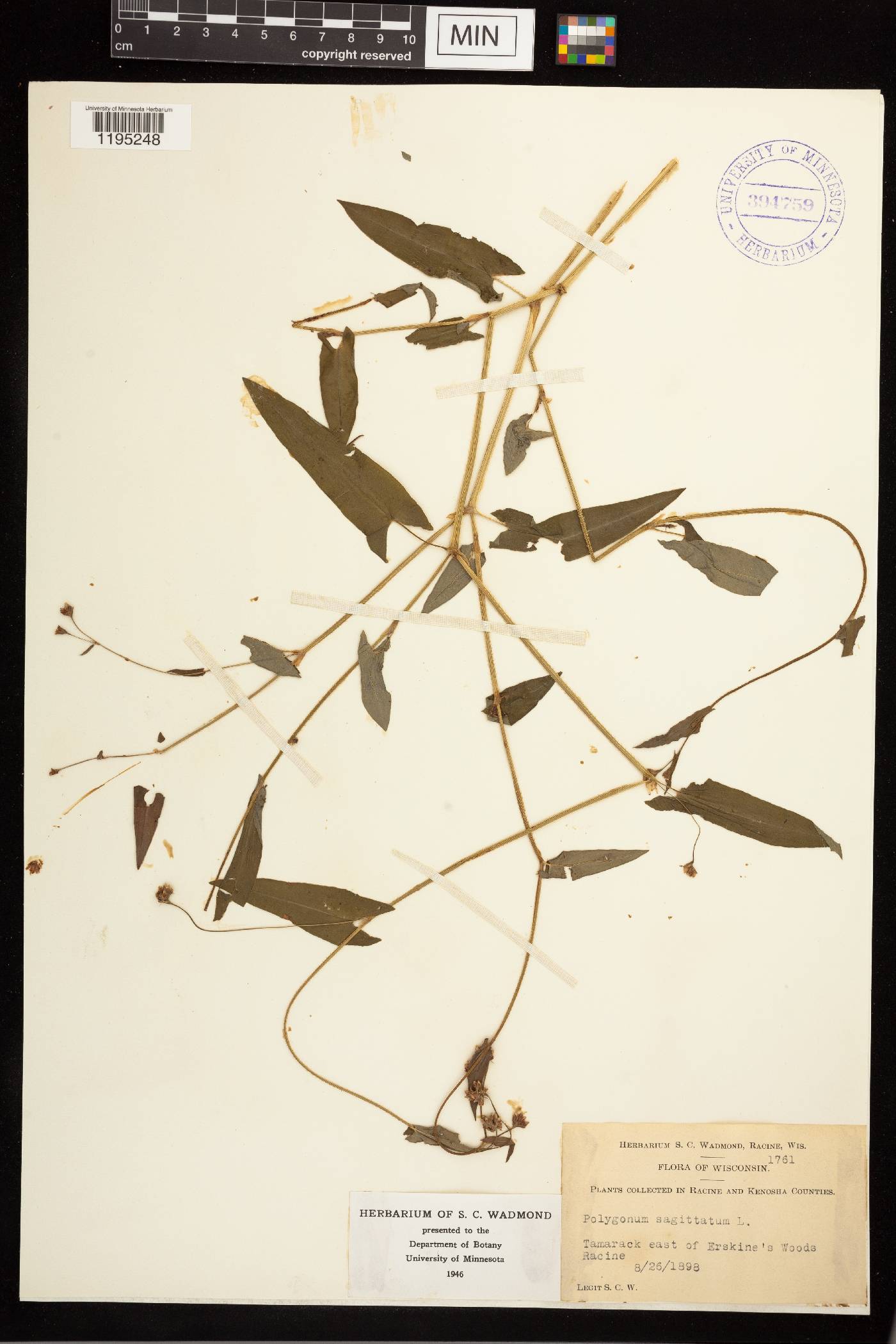 Persicaria sagittata image