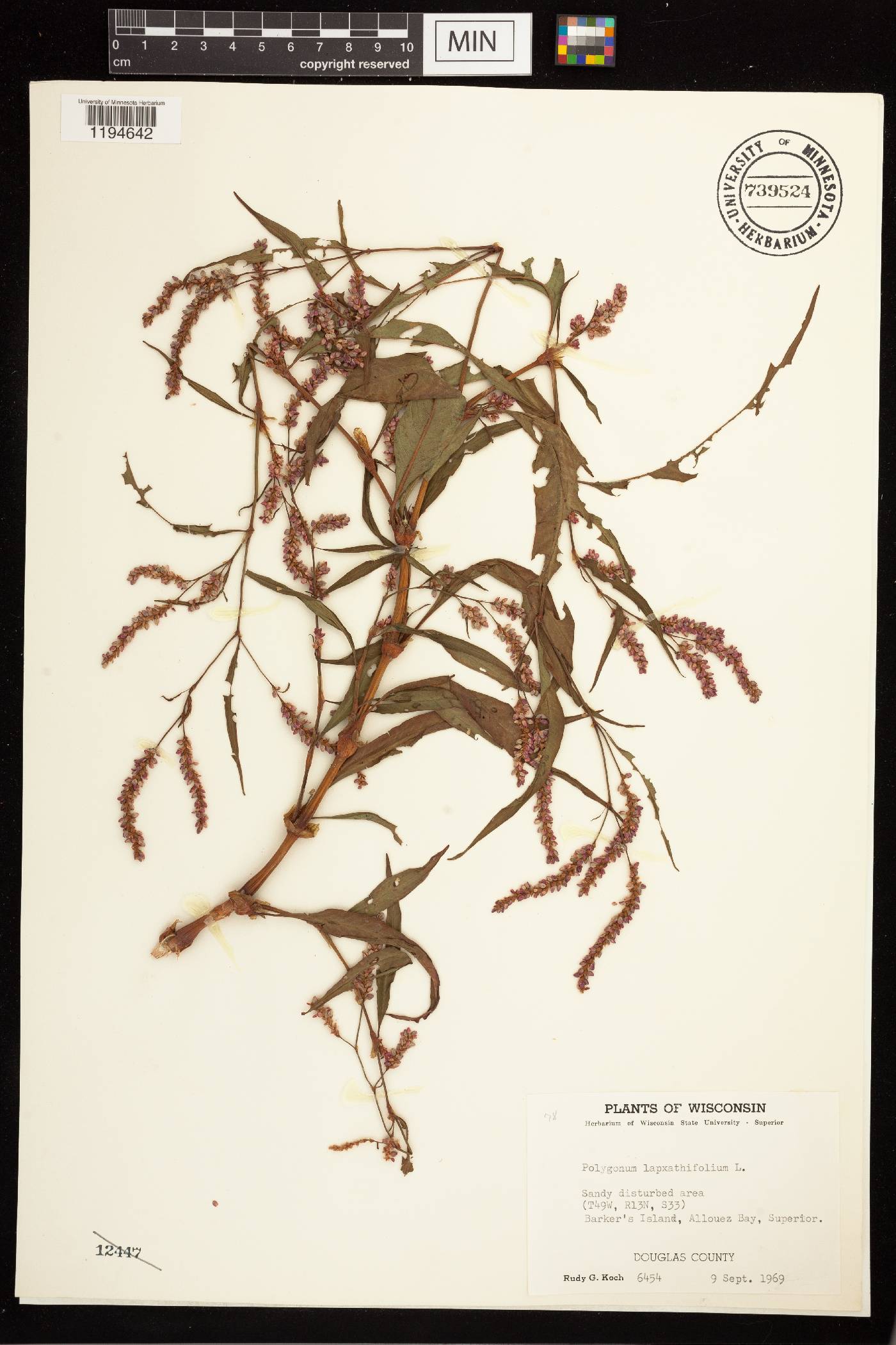 Persicaria lapathifolia image