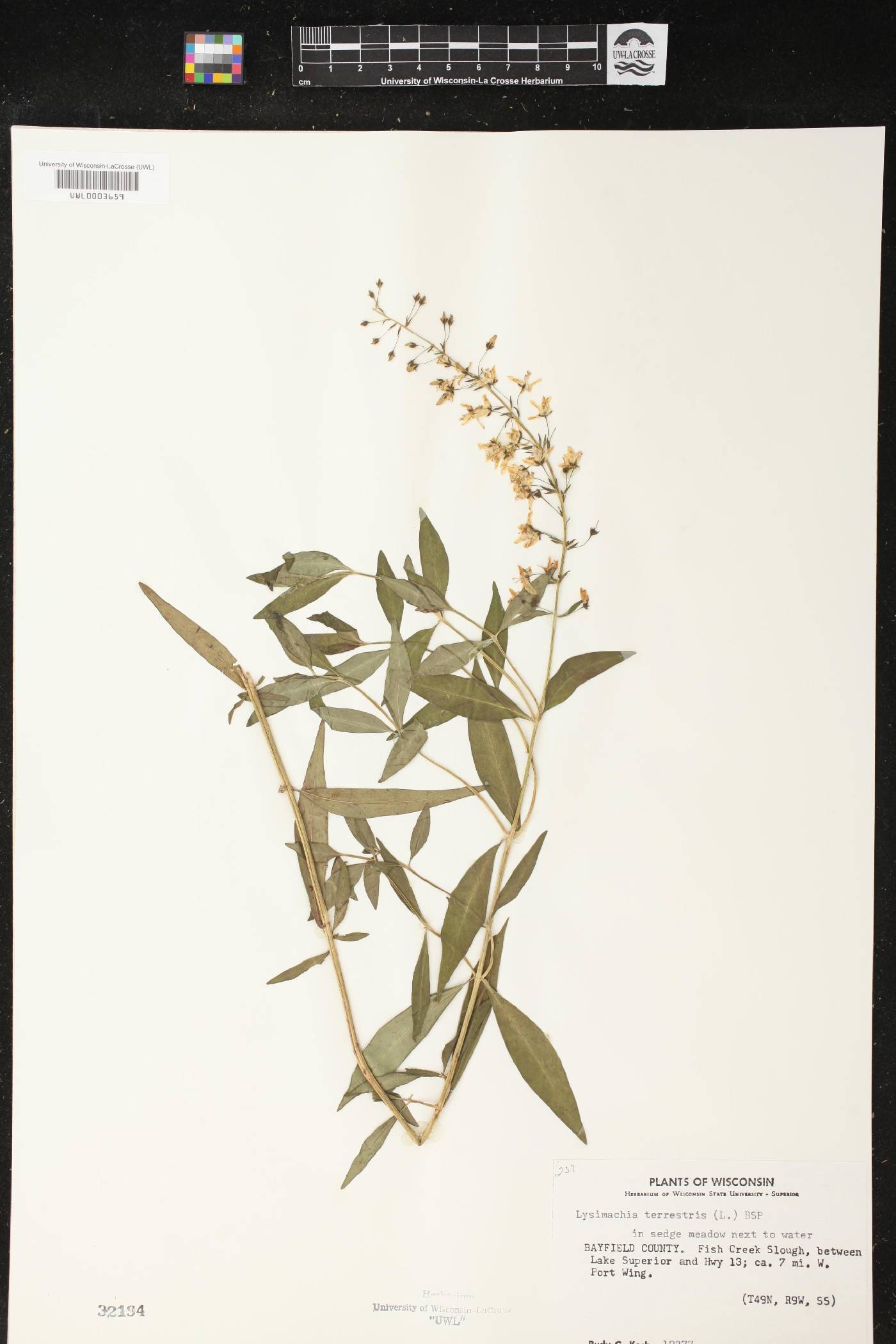 Lysimachia terrestris image