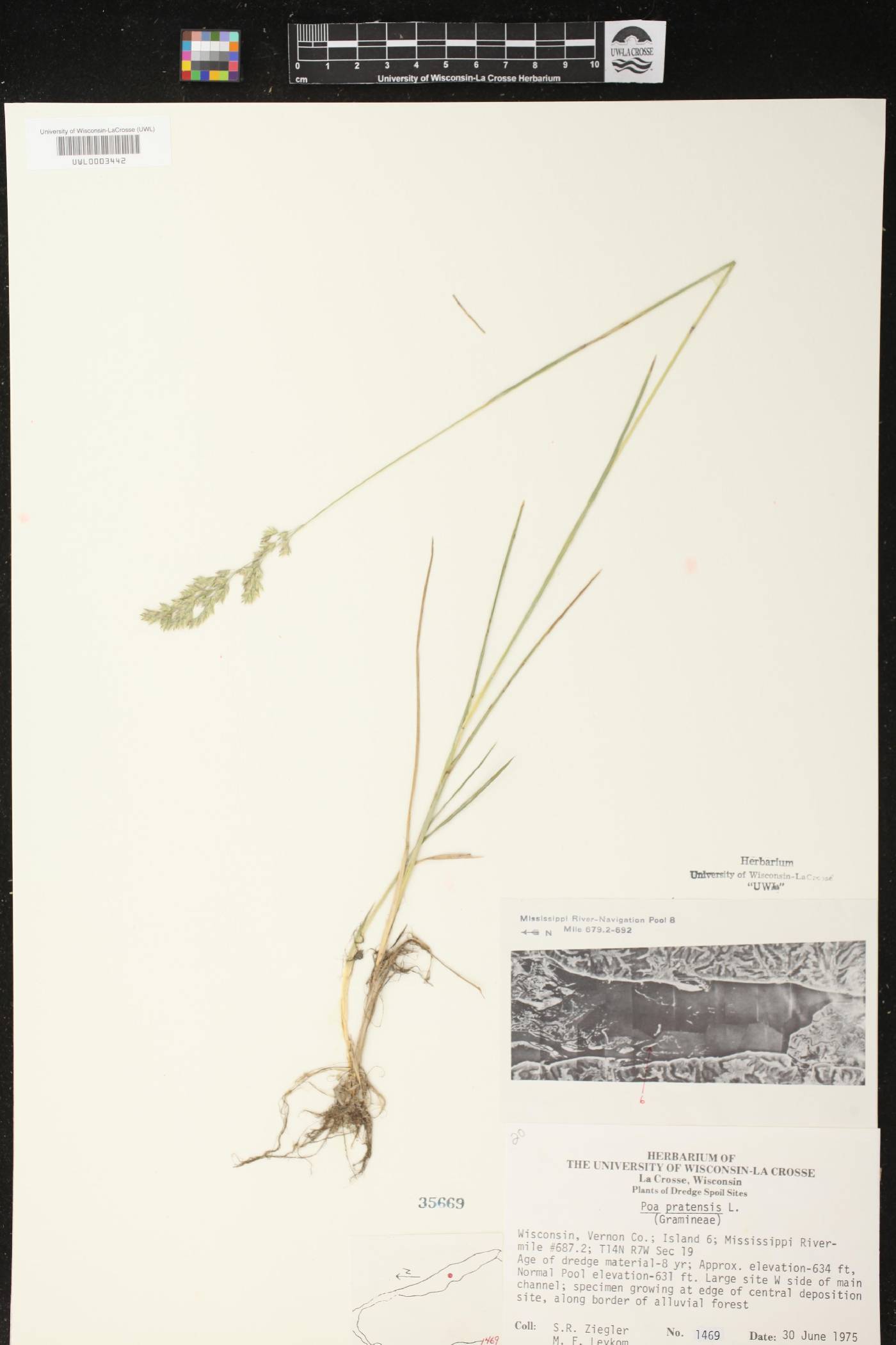 Poa pratensis image