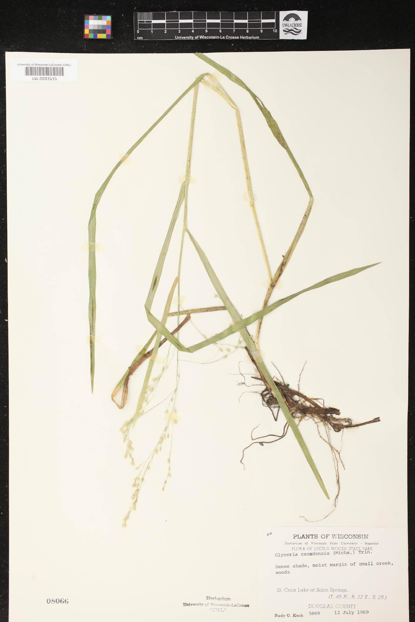 Glyceria canadensis image