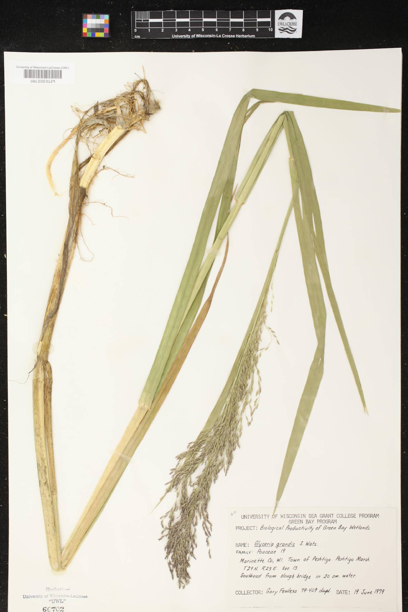 Glyceria grandis image