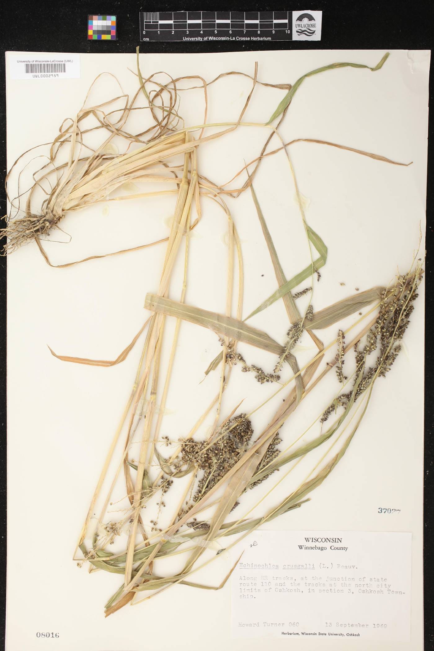 Echinochloa crus-galli image